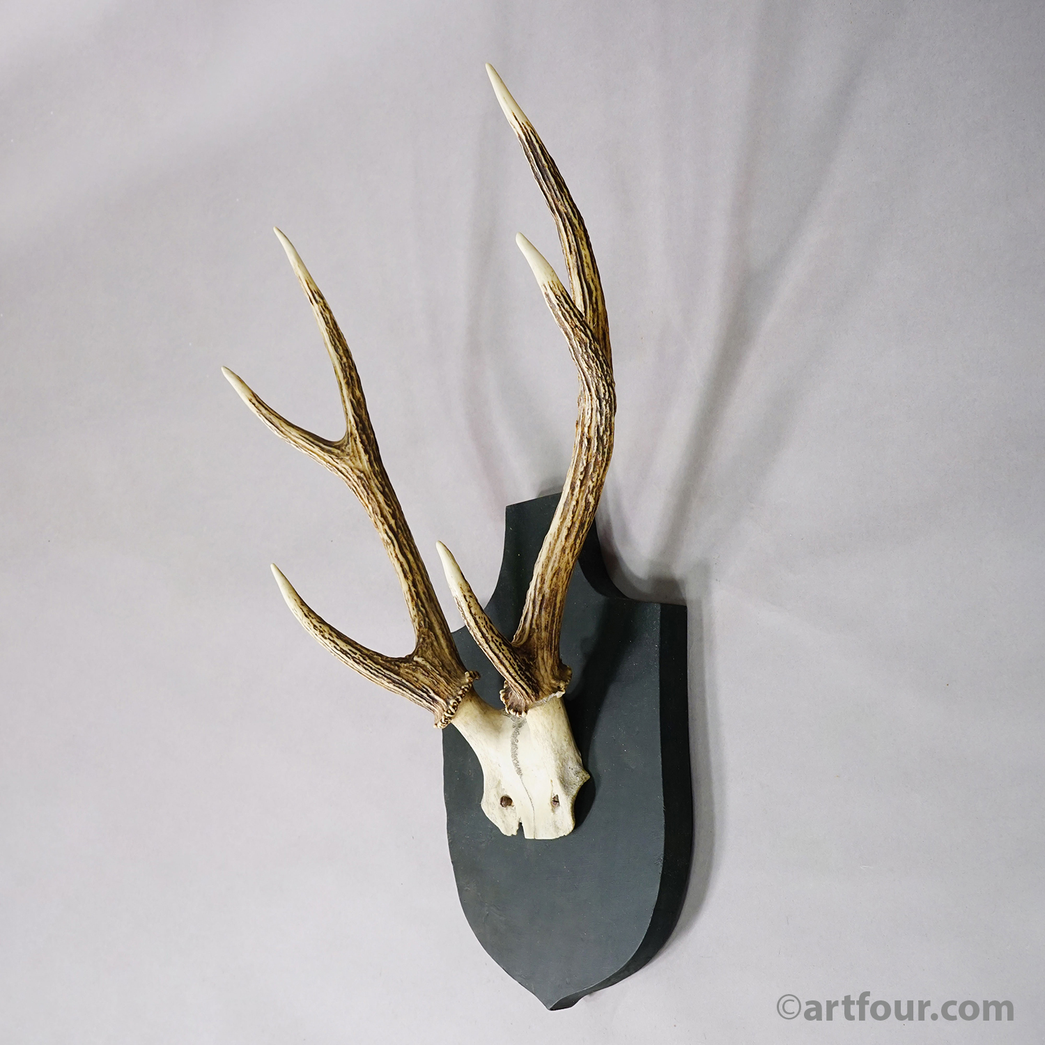Antique Black Forest Sika Deer Trophy on Wooden Plaque - Germany ca. 1900s