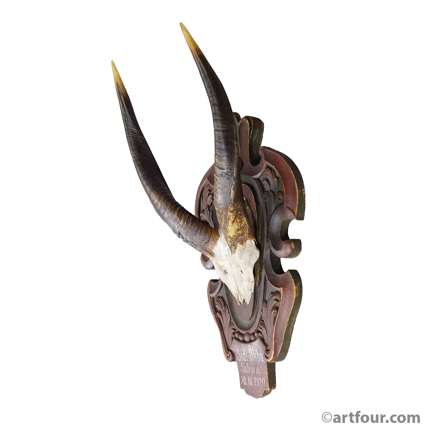 Antique Springbok Trophy on Wooden Carved Plaque, 1910