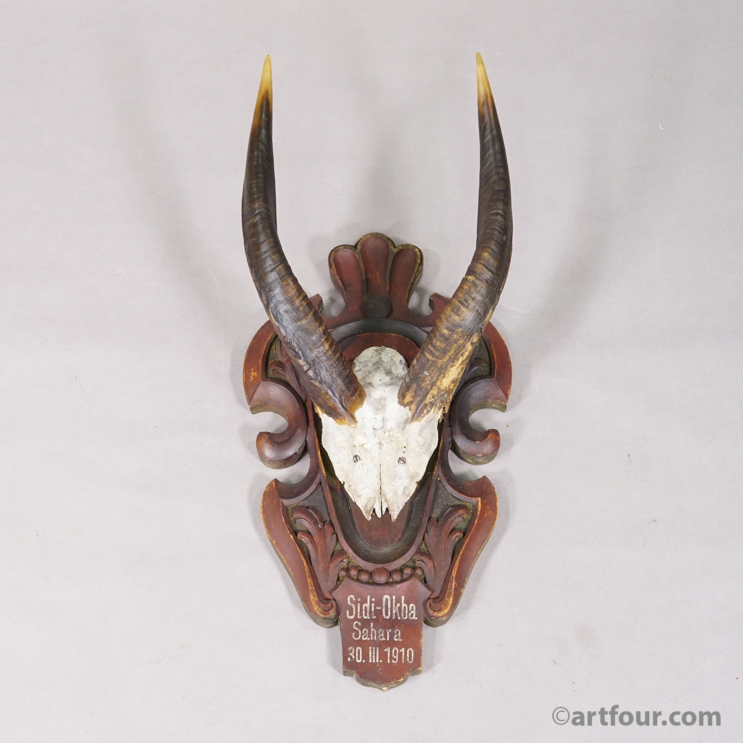 Antique Springbok Trophy on Wooden Carved Plaque, 1910
