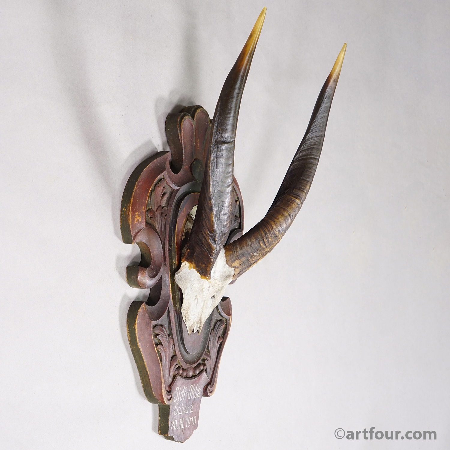 Antique Springbok Trophy on Wooden Carved Plaque, 1910