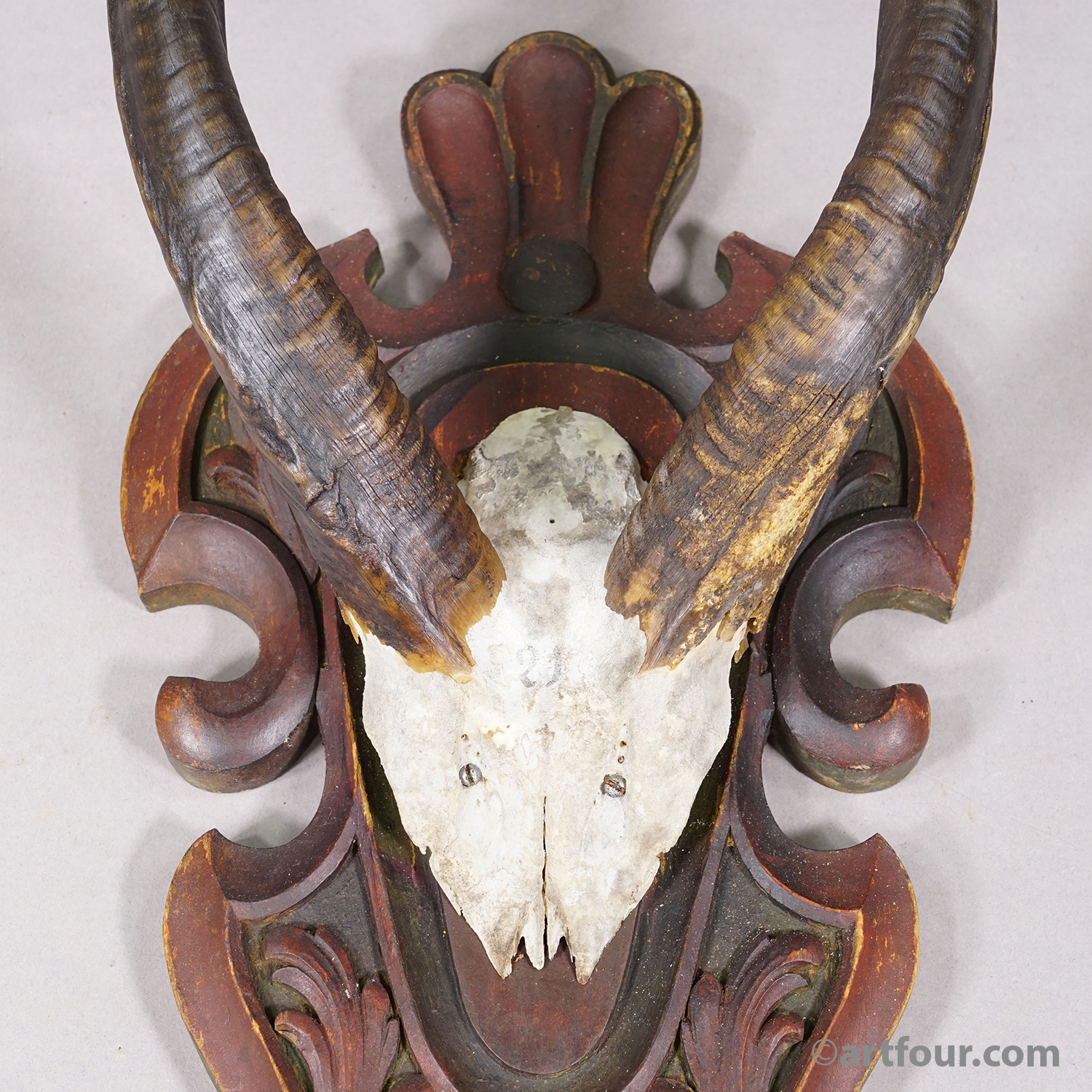 Antique Springbok Trophy on Wooden Carved Plaque, 1910