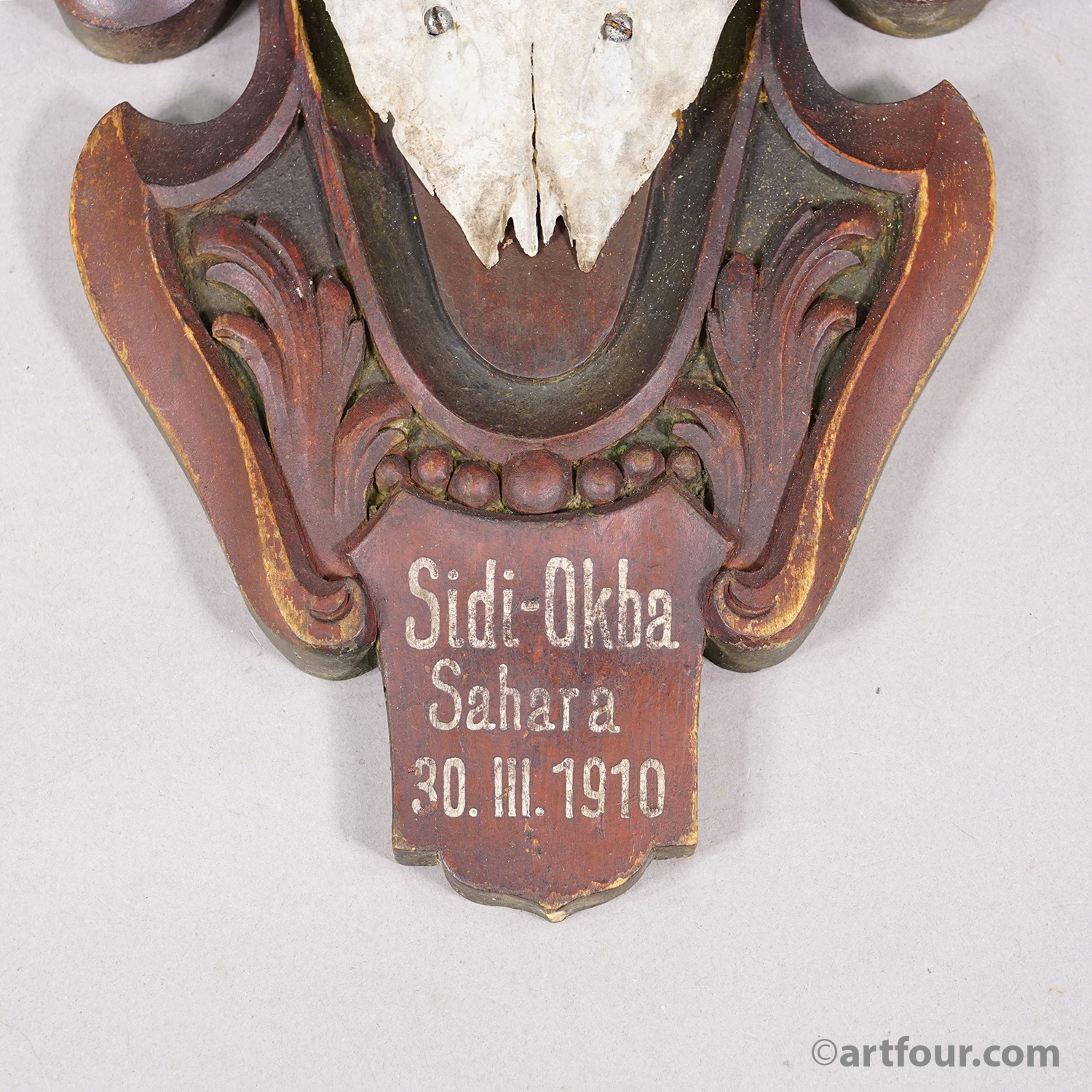 Antique Springbok Trophy on Wooden Carved Plaque, 1910
