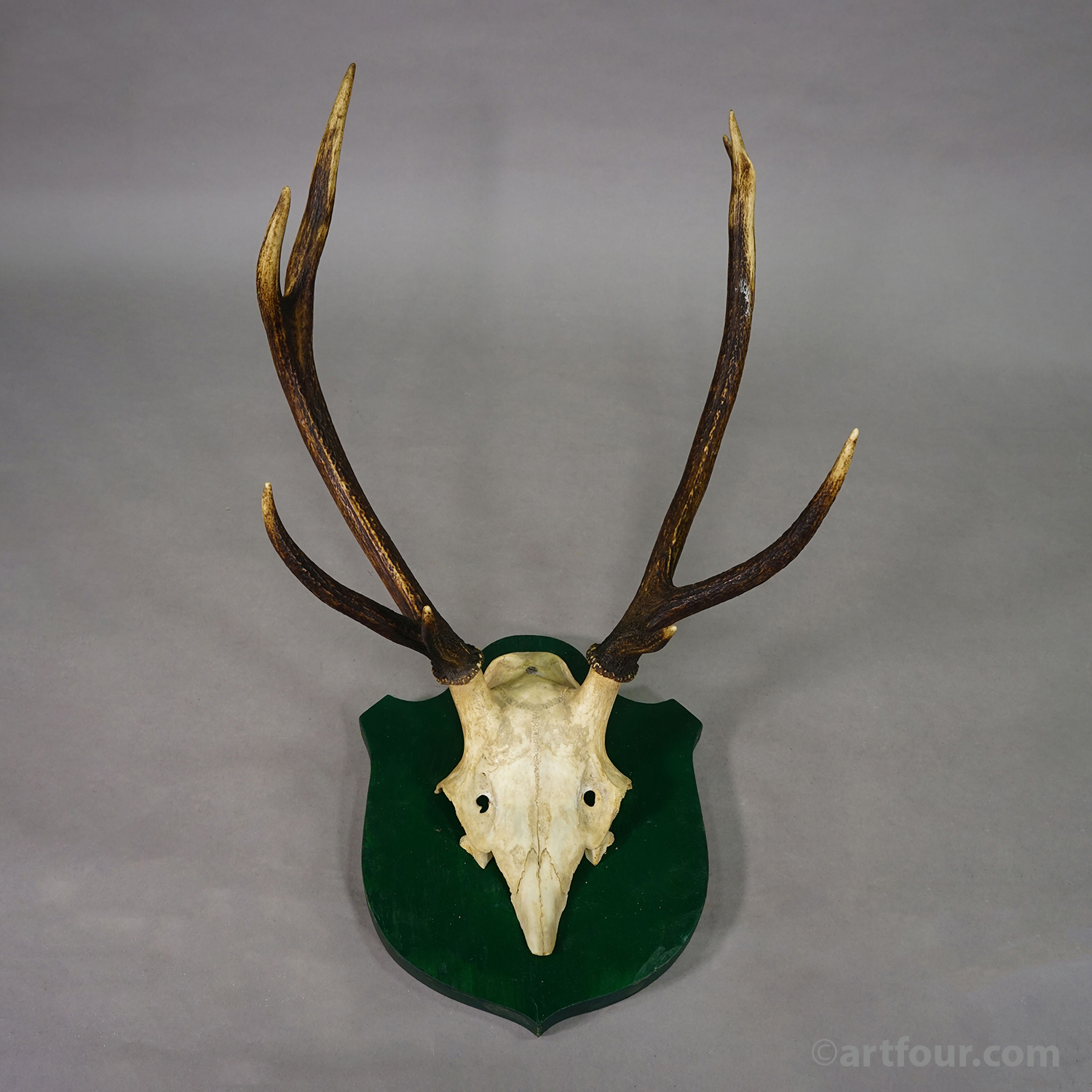 Antique Large Roe Deer Trophy on Wooden Plaque Germany ca.1900