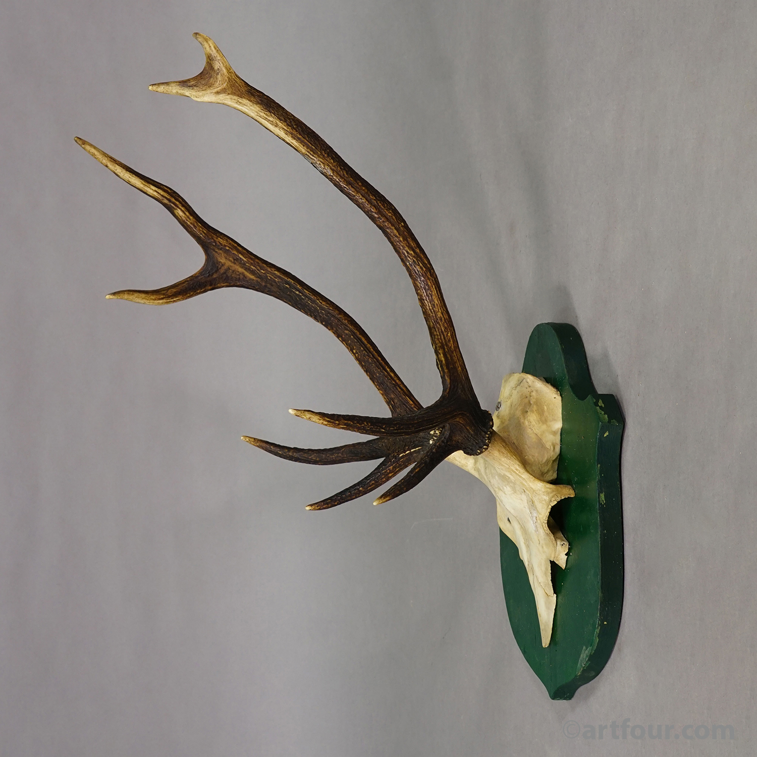 Antique Large Roe Deer Trophy on Wooden Plaque Germany ca.1900