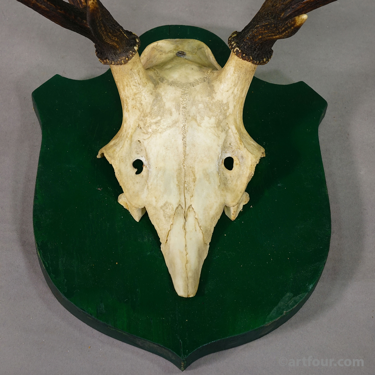 Antique Large Roe Deer Trophy on Wooden Plaque Germany ca.1900