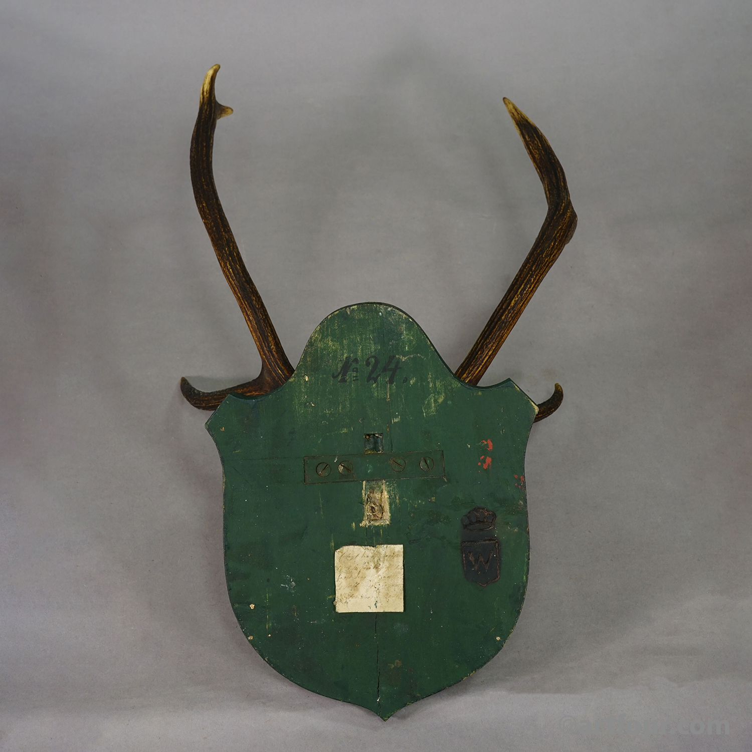Antique Large Roe Deer Trophy on Wooden Plaque Germany ca.1900