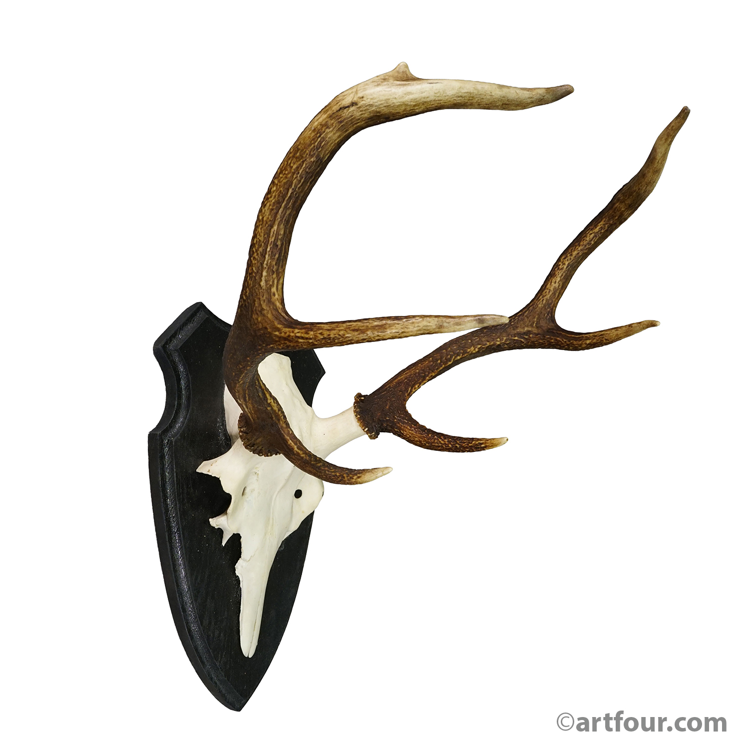 Large Roe Deer Trophy on Turned Plaque Germany ca.1940
