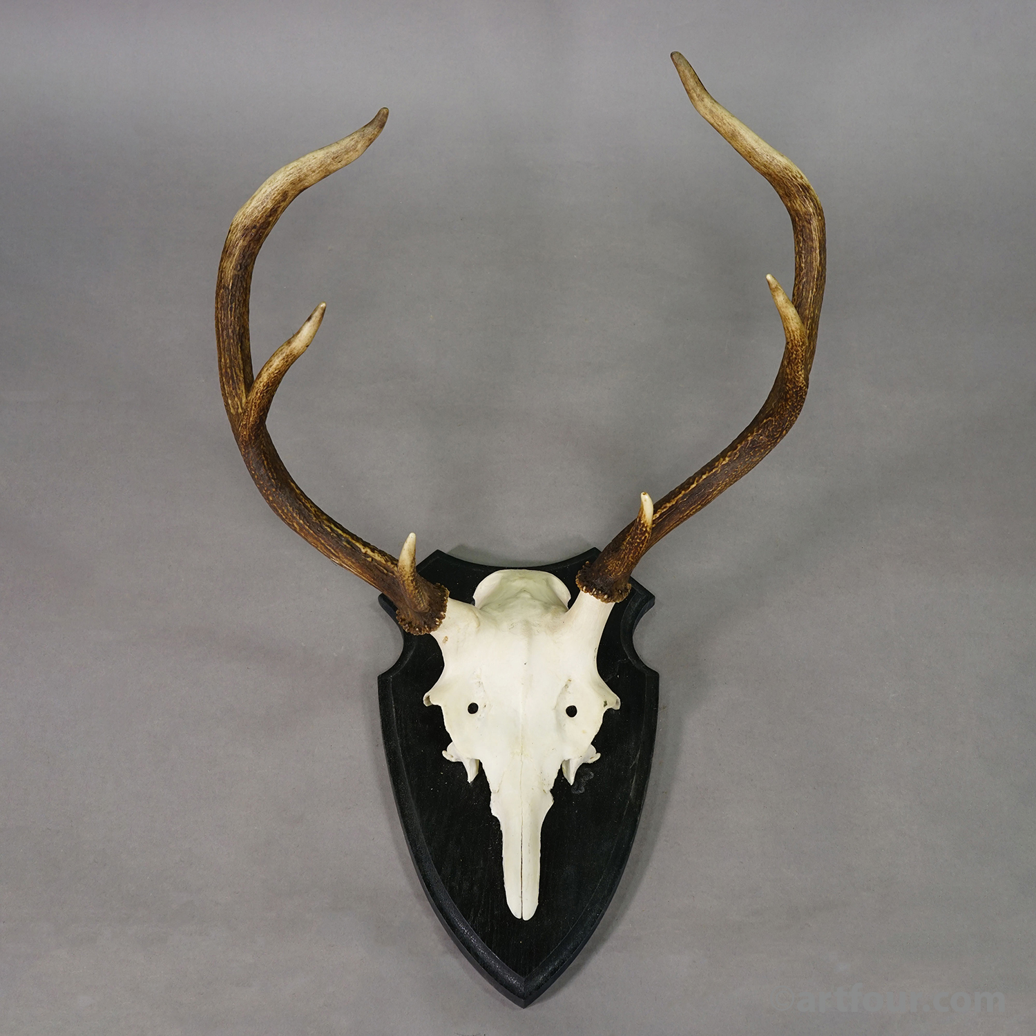 Large Roe Deer Trophy on Turned Plaque Germany ca.1940