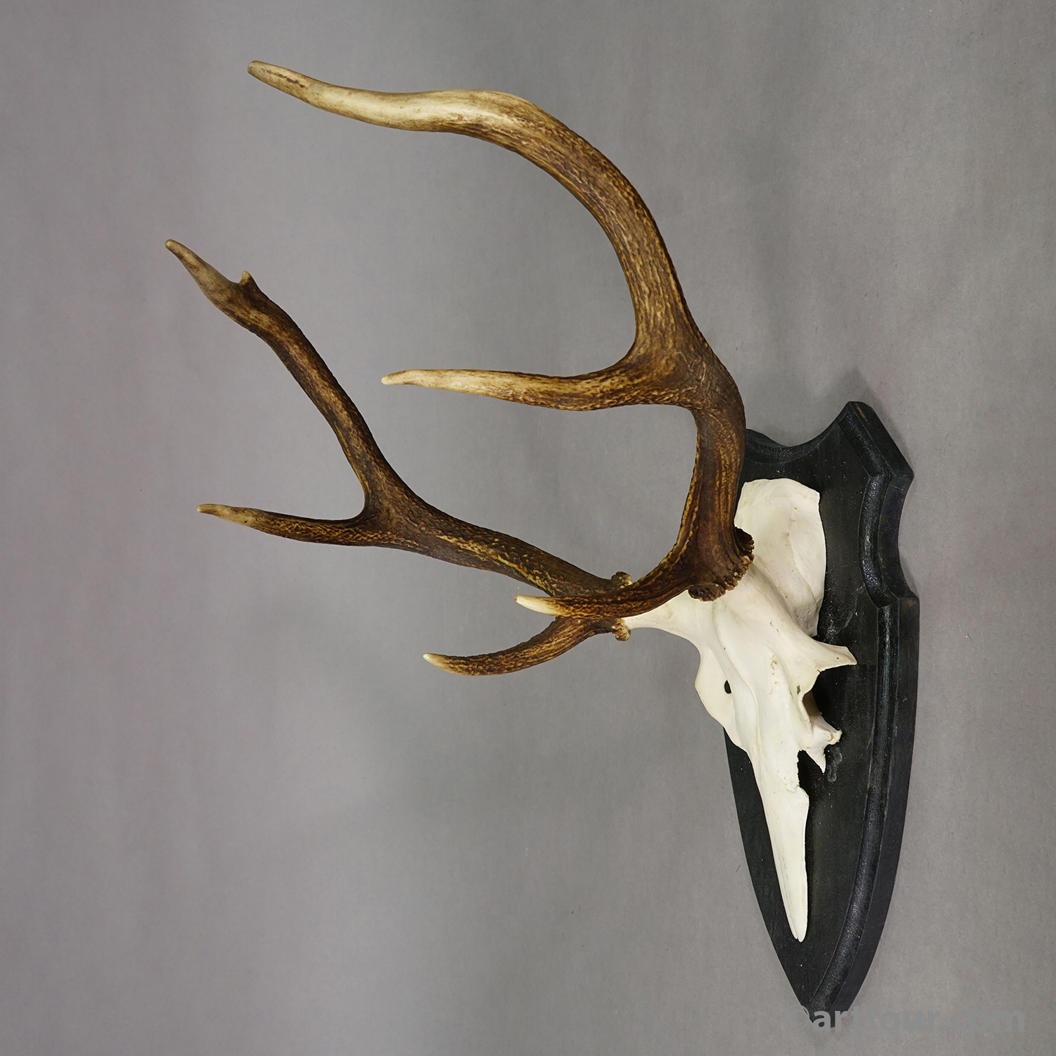 Large Roe Deer Trophy on Turned Plaque Germany ca.1940
