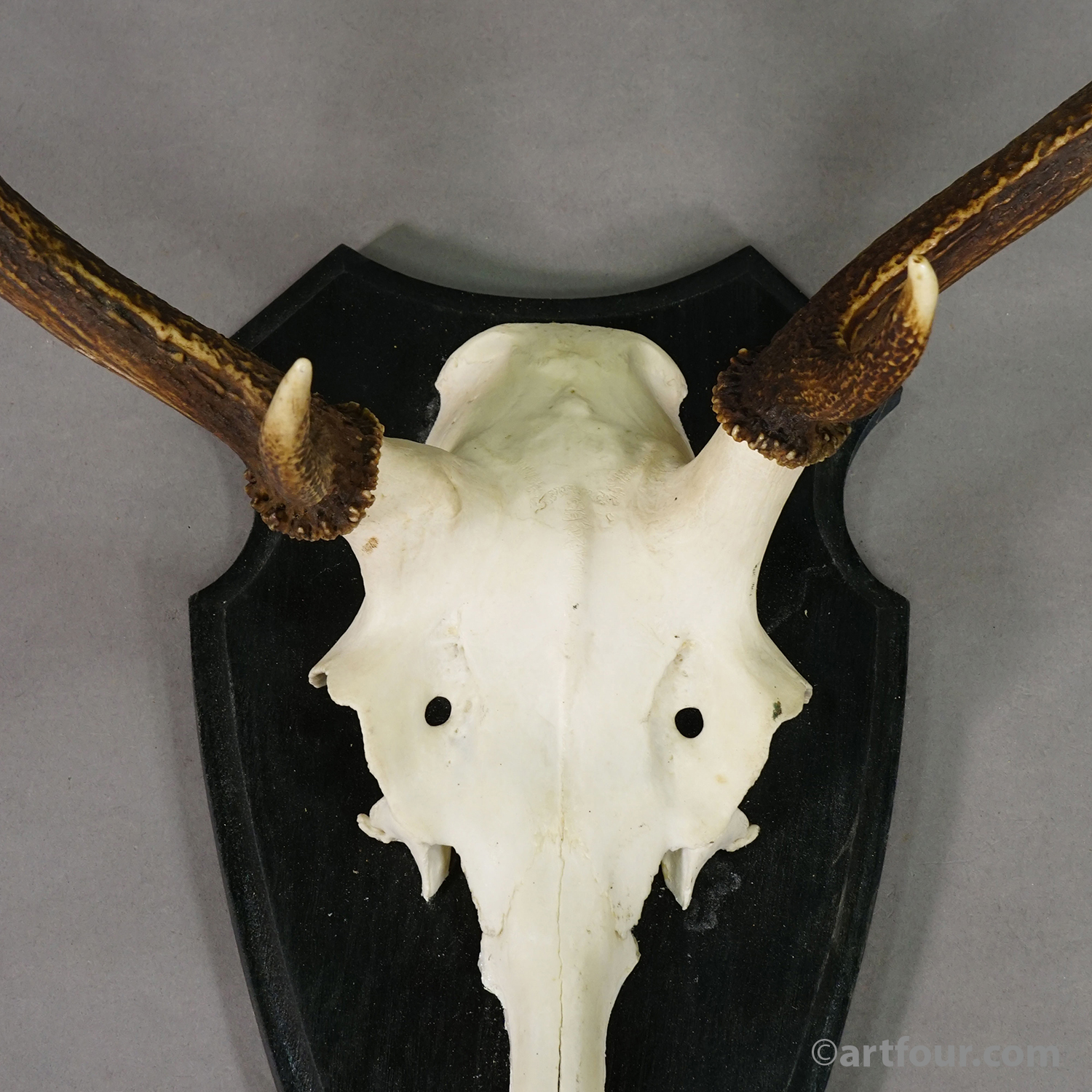 Large Roe Deer Trophy on Turned Plaque Germany ca.1940
