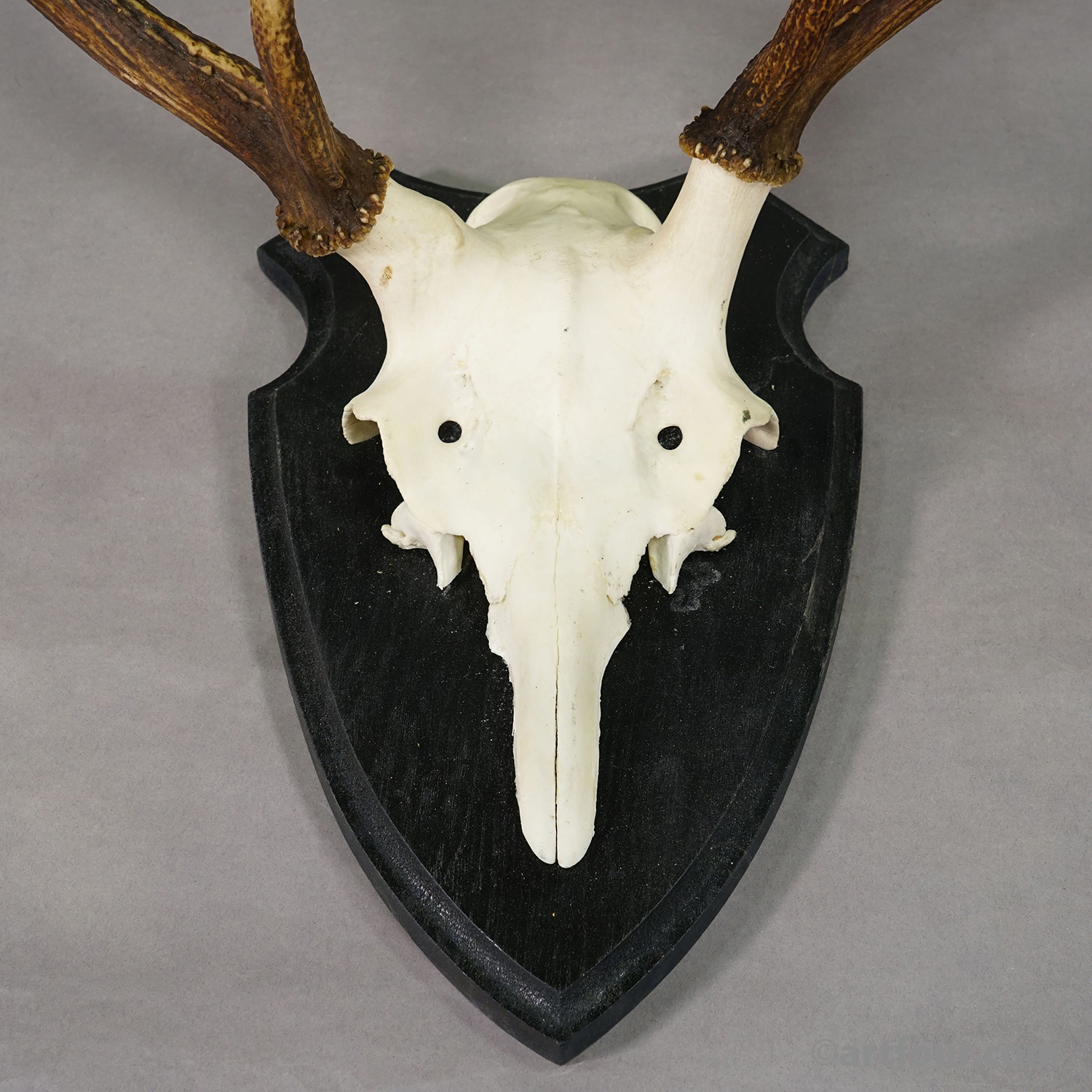 Large Roe Deer Trophy on Turned Plaque Germany ca.1940