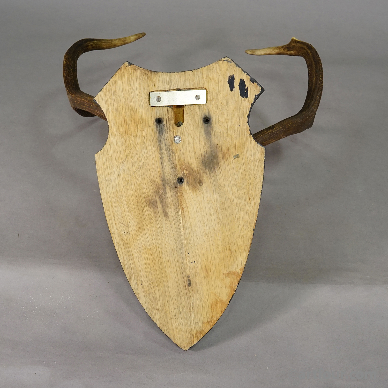Large Roe Deer Trophy on Turned Plaque Germany ca.1940