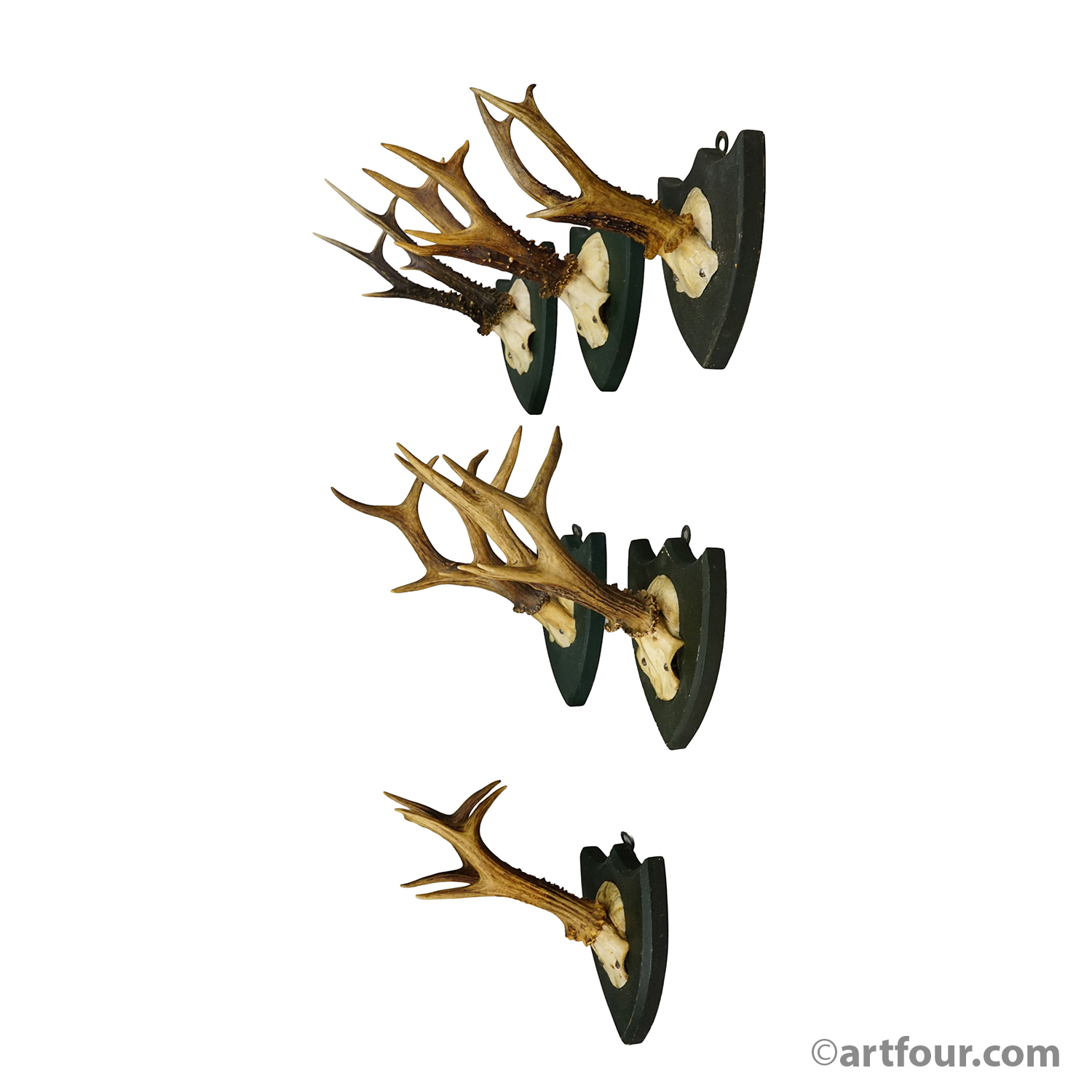 Set of Six Roe Deer Trophies on Wooden Plaques Salem Germany ca.1860