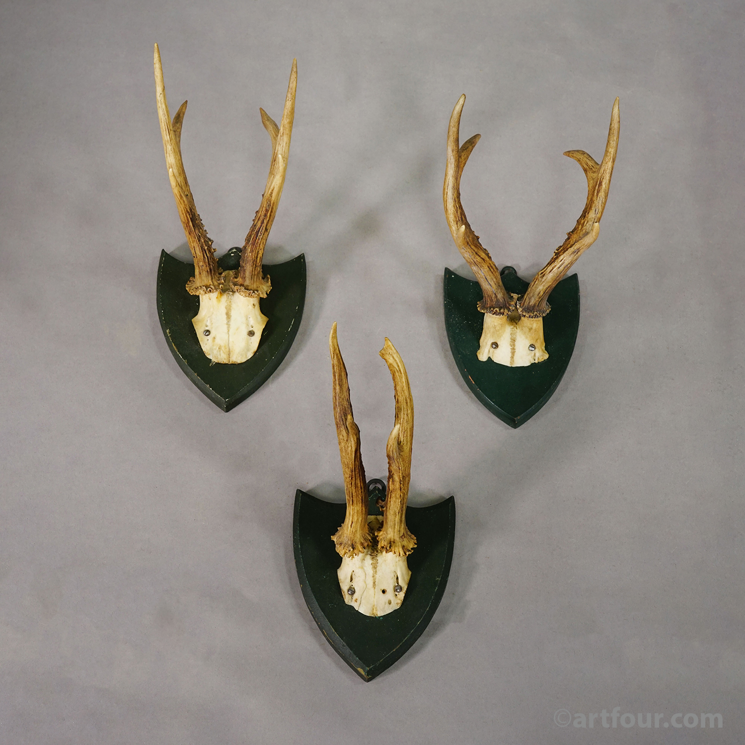 Set of Six Roe Deer Trophies on Wooden Plaques Salem Germany ca.1860