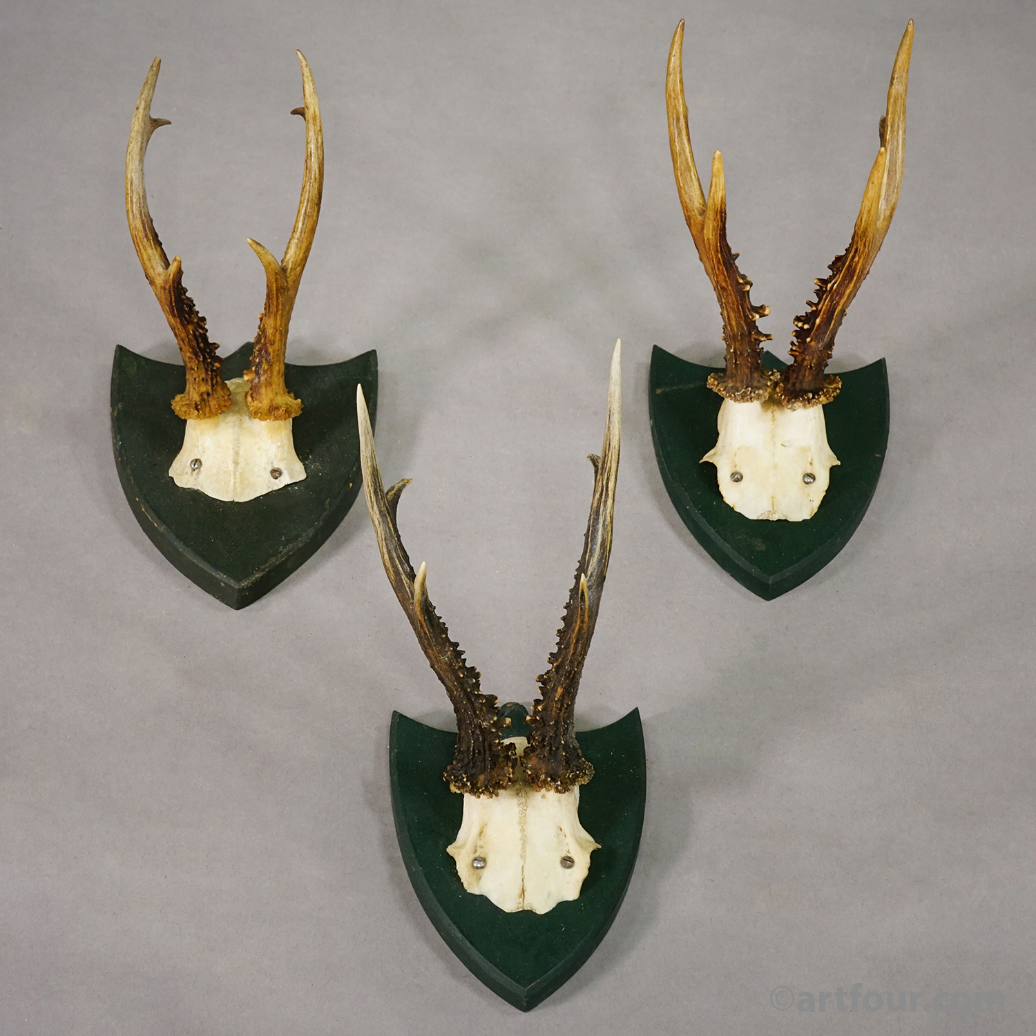 Set of Six Roe Deer Trophies on Wooden Plaques Salem Germany ca.1860