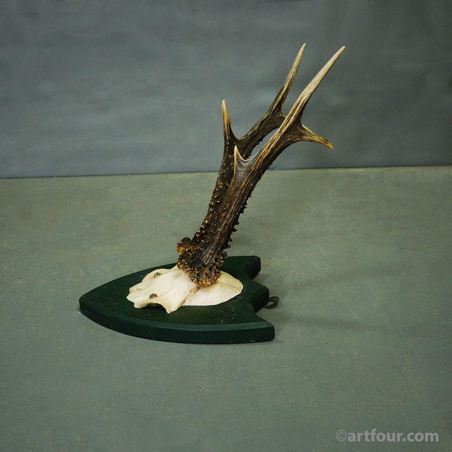 Set of Six Roe Deer Trophies on Wooden Plaques Salem Germany ca.1860