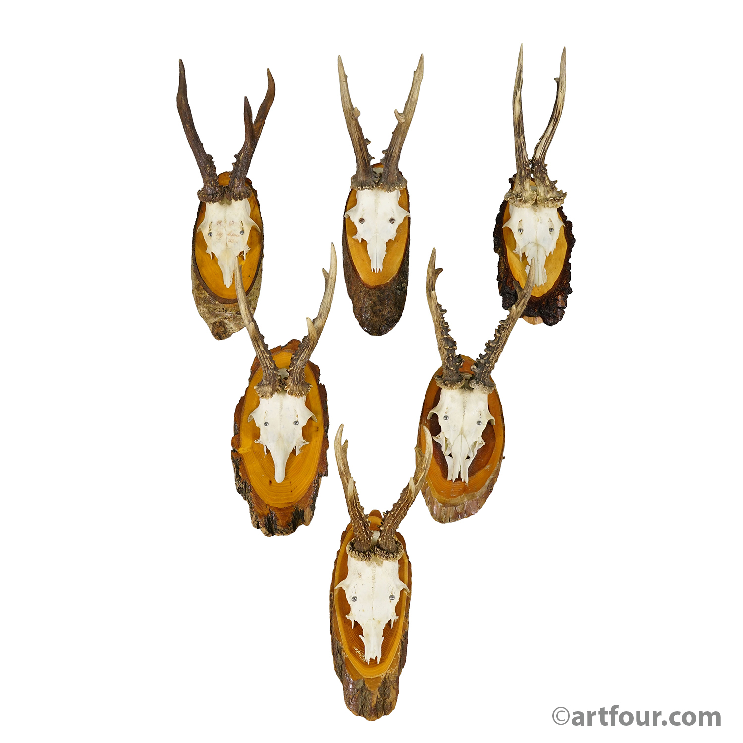 Set of Six Roe Deer Trophies on Wooden Slices Germany ca. 1960s