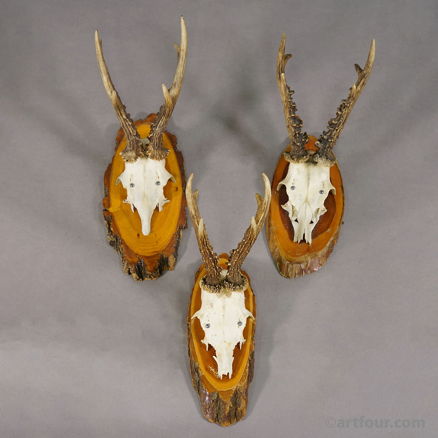 Set of Six Roe Deer Trophies on Wooden Slices Germany ca. 1960s