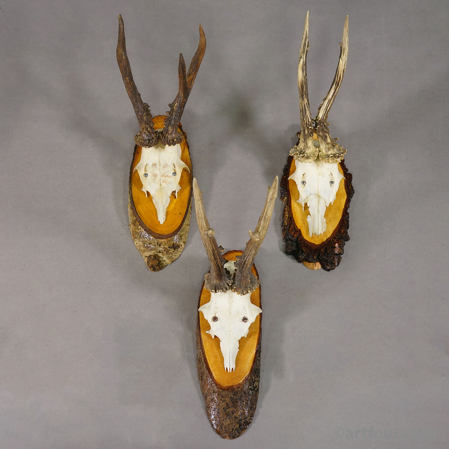 Set of Six Roe Deer Trophies on Wooden Slices Germany ca. 1960s