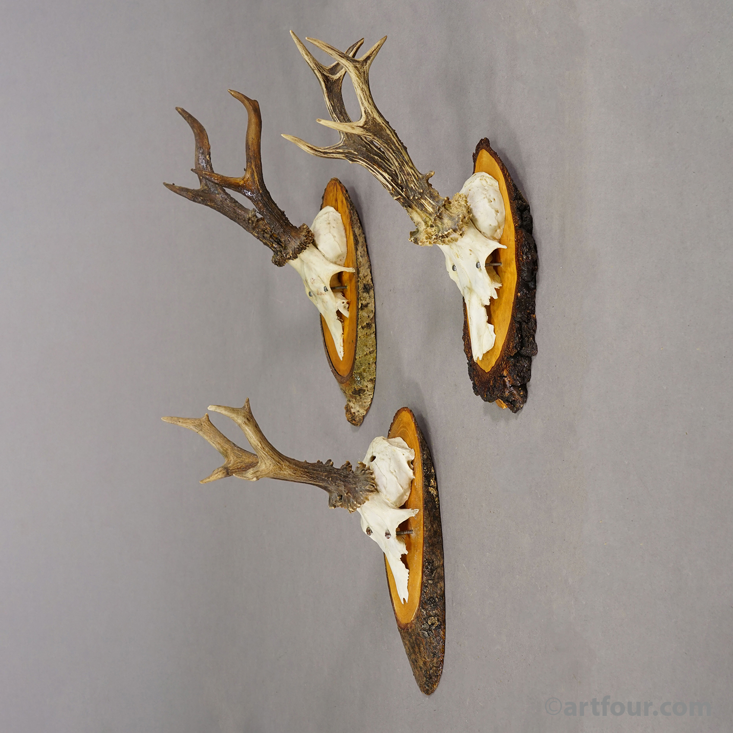 Set of Six Roe Deer Trophies on Wooden Slices Germany ca. 1960s