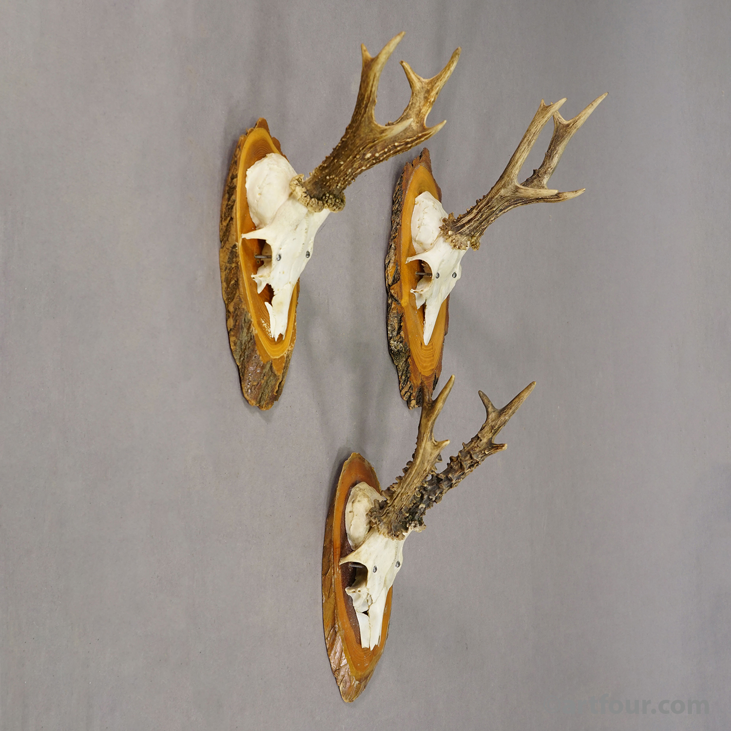 Set of Six Roe Deer Trophies on Wooden Slices Germany ca. 1960s