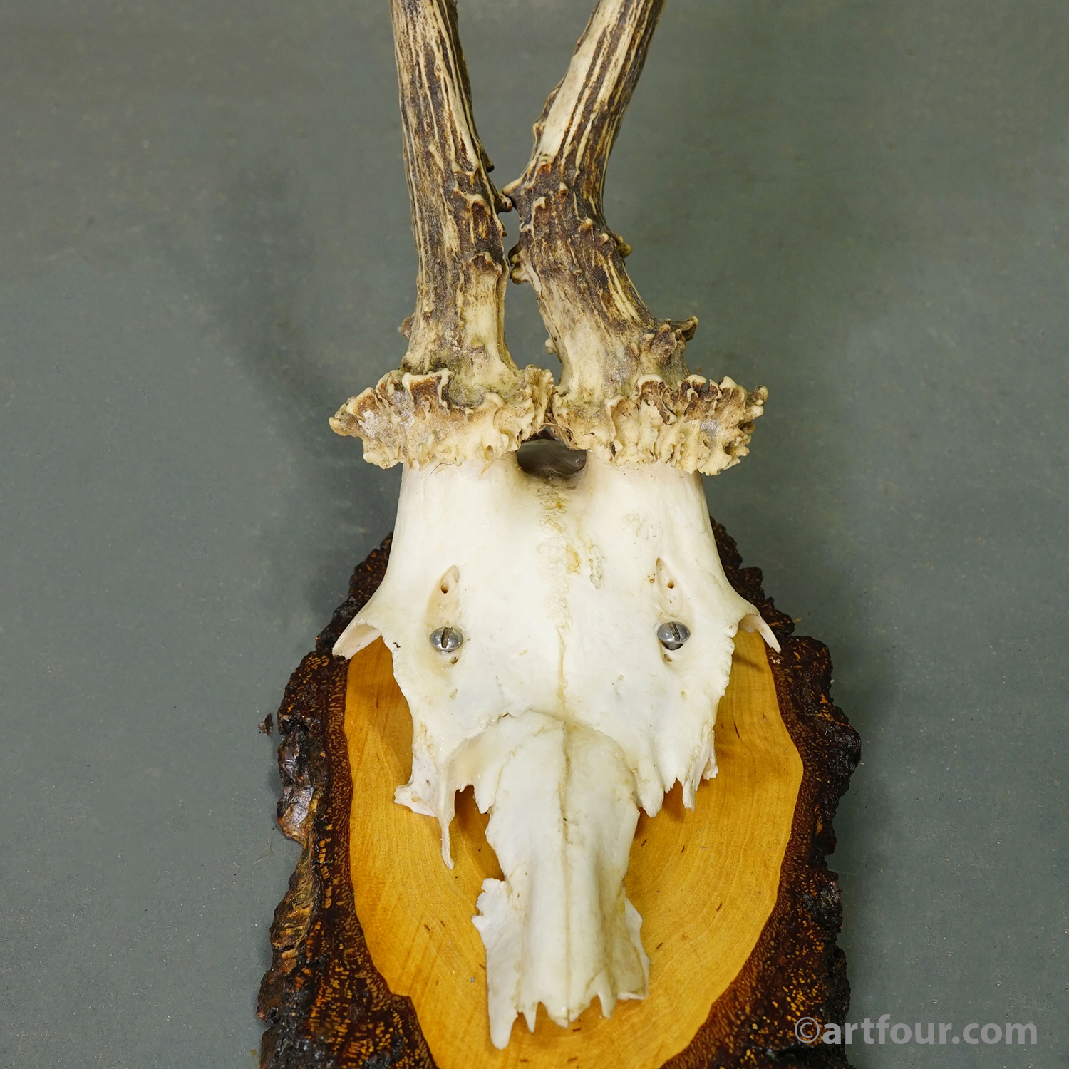 Set of Six Roe Deer Trophies on Wooden Slices Germany ca. 1960s