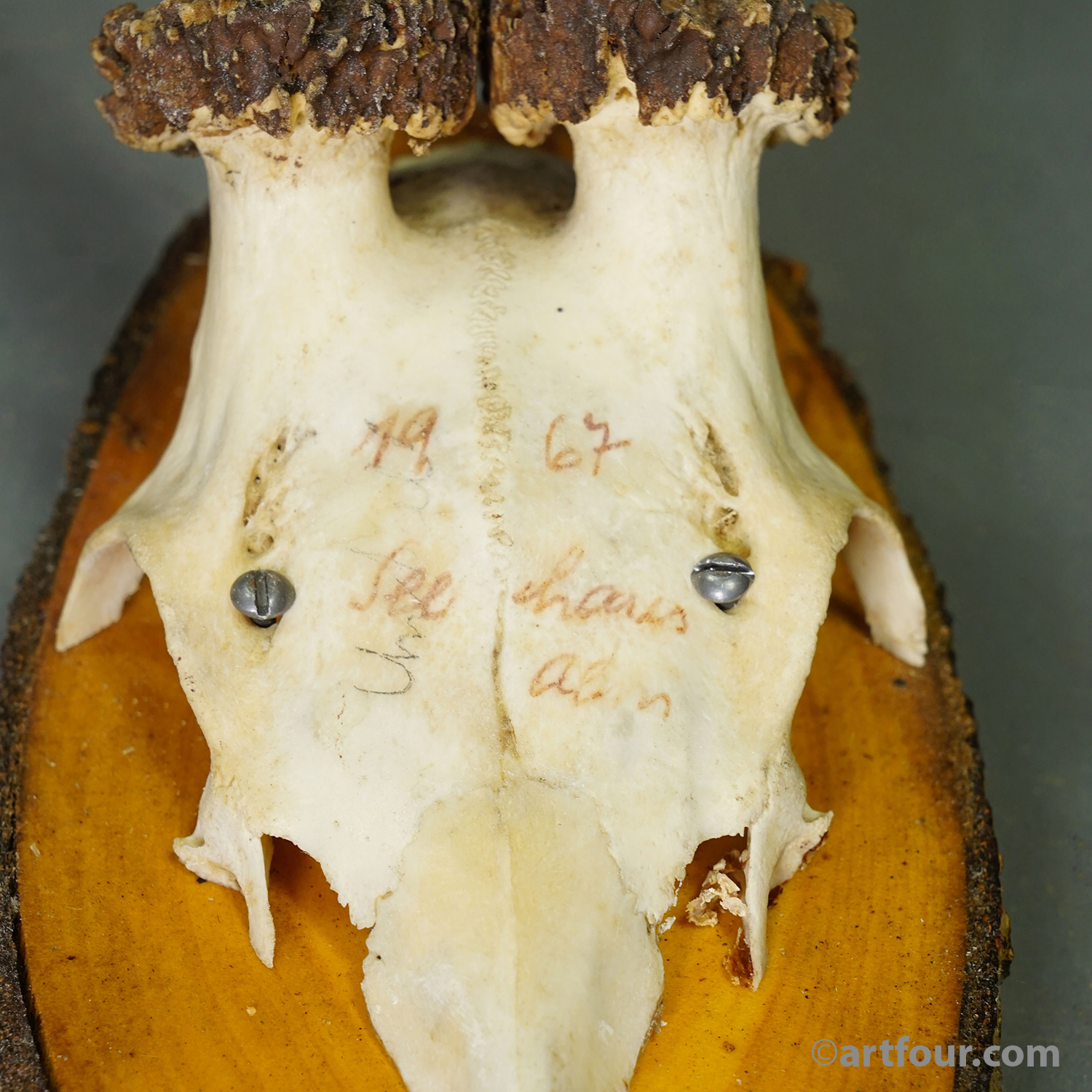 Set of Six Roe Deer Trophies on Wooden Slices Germany ca. 1960s