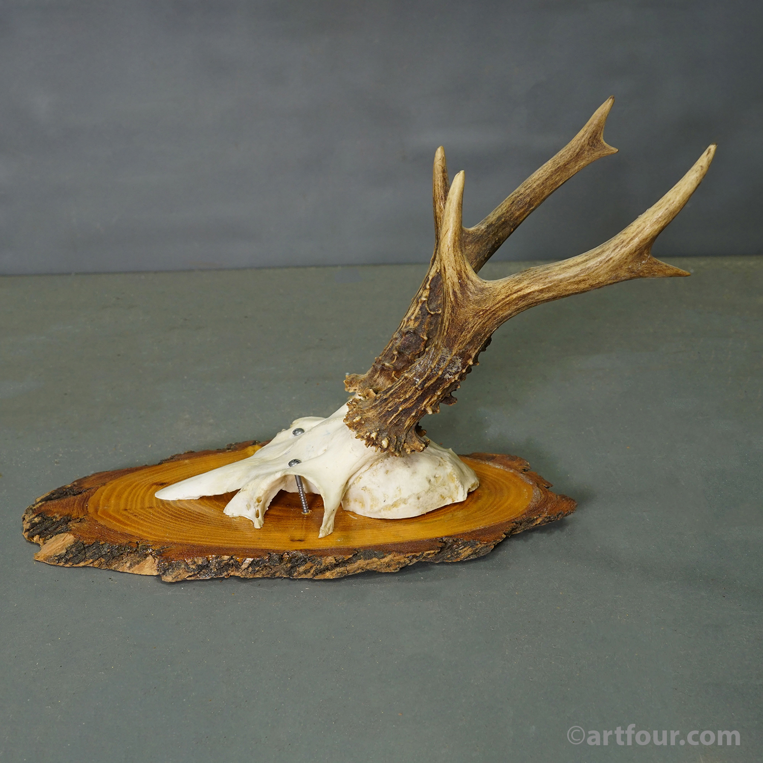 Set of Six Roe Deer Trophies on Wooden Slices Germany ca. 1960s