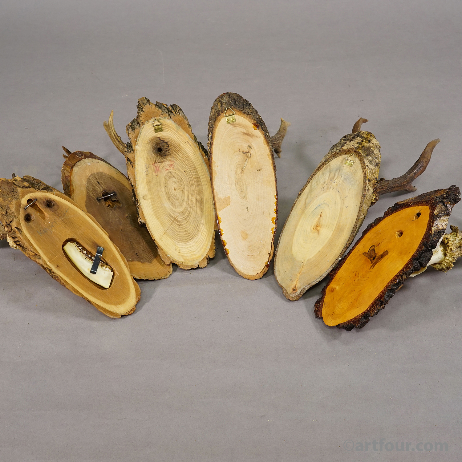 Set of Six Roe Deer Trophies on Wooden Slices Germany ca. 1960s