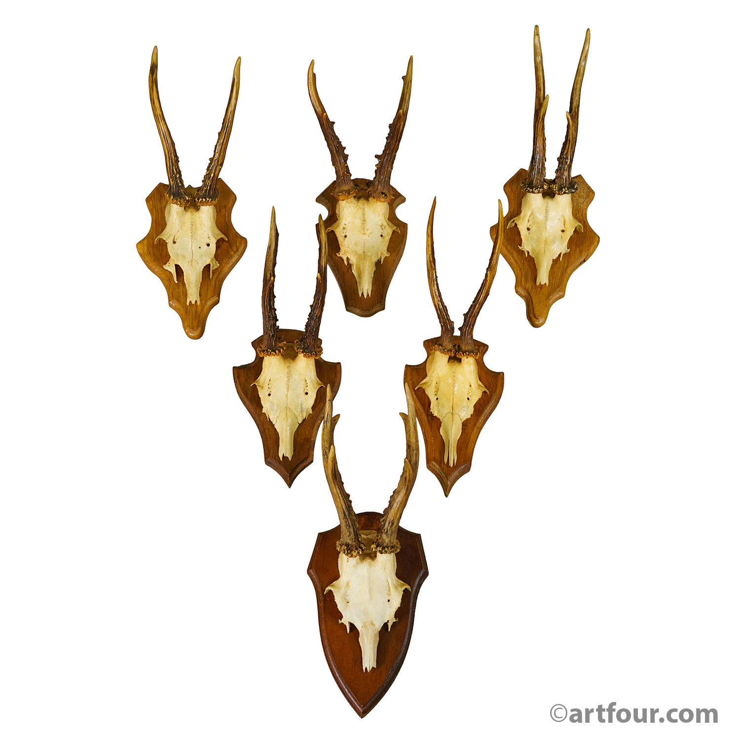 Vintage Set of Six Roe Deer Trophies on Wooden Plaques Germany ca.1960s