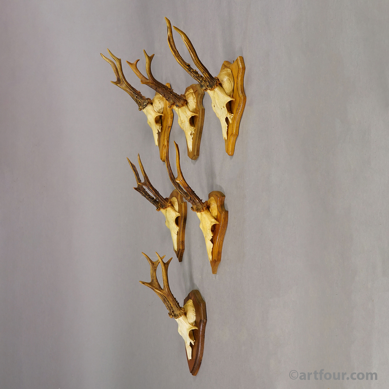 Vintage Set of Six Roe Deer Trophies on Wooden Plaques Germany ca.1960s