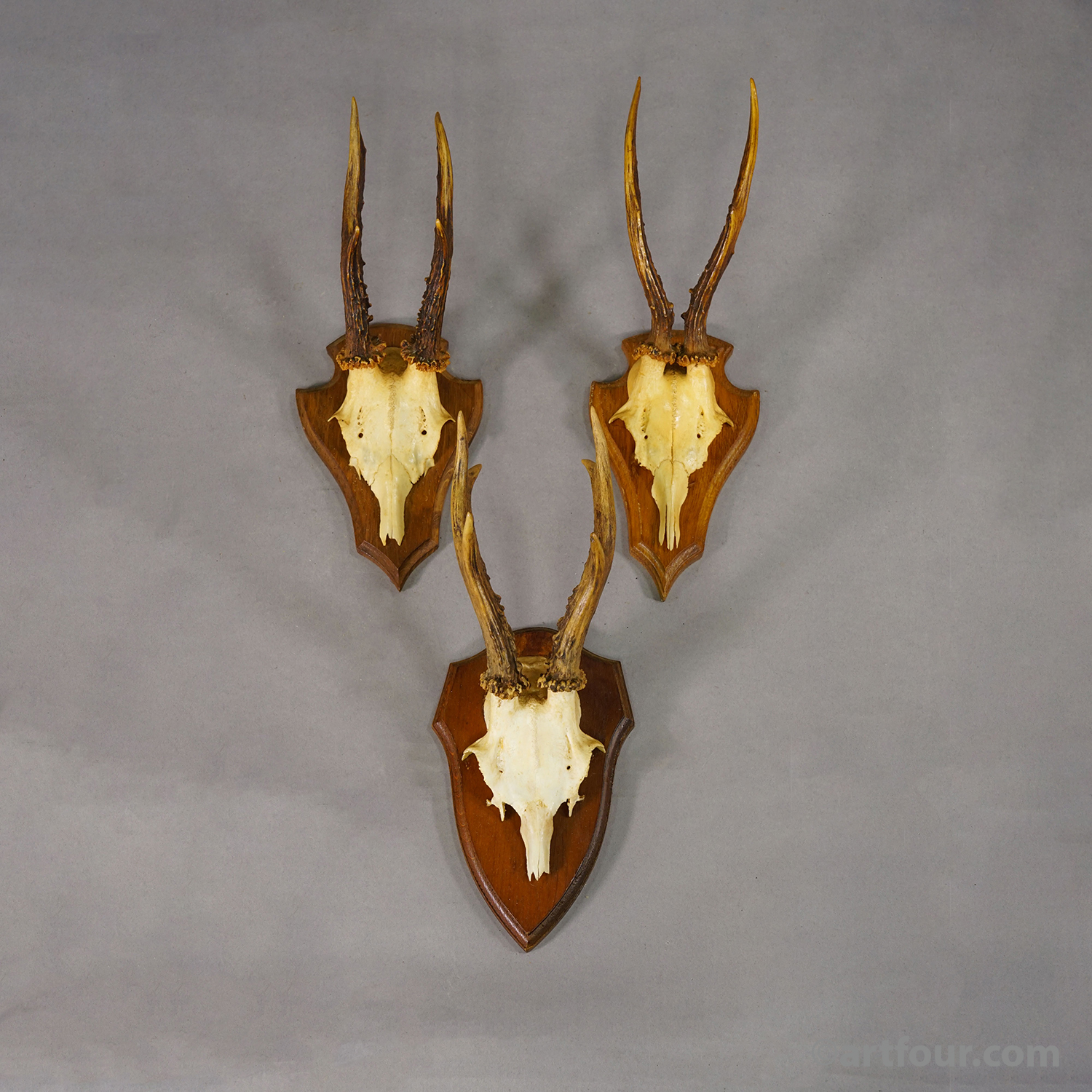 Vintage Set of Six Roe Deer Trophies on Wooden Plaques Germany ca.1960s