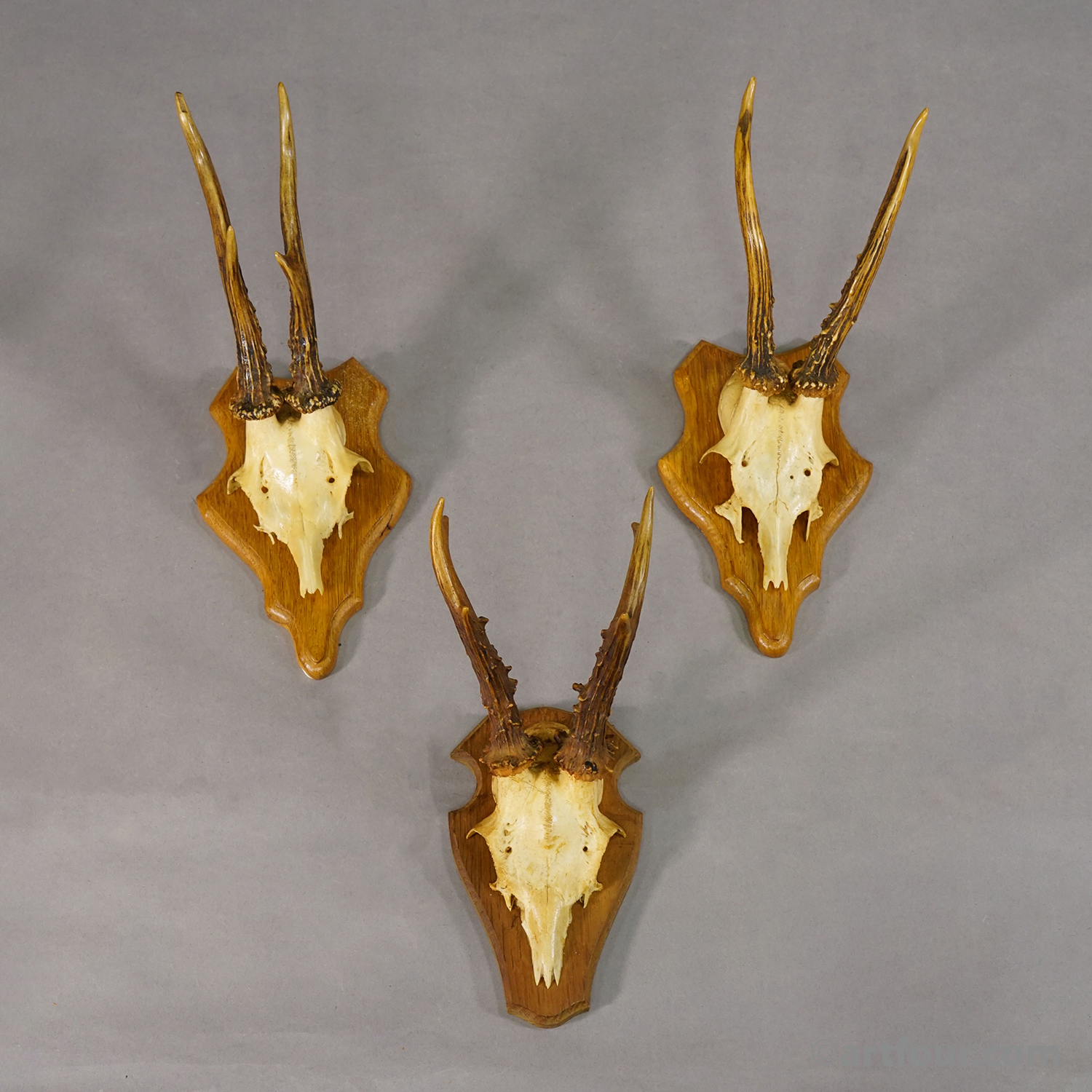 Vintage Set of Six Roe Deer Trophies on Wooden Plaques Germany ca.1960s