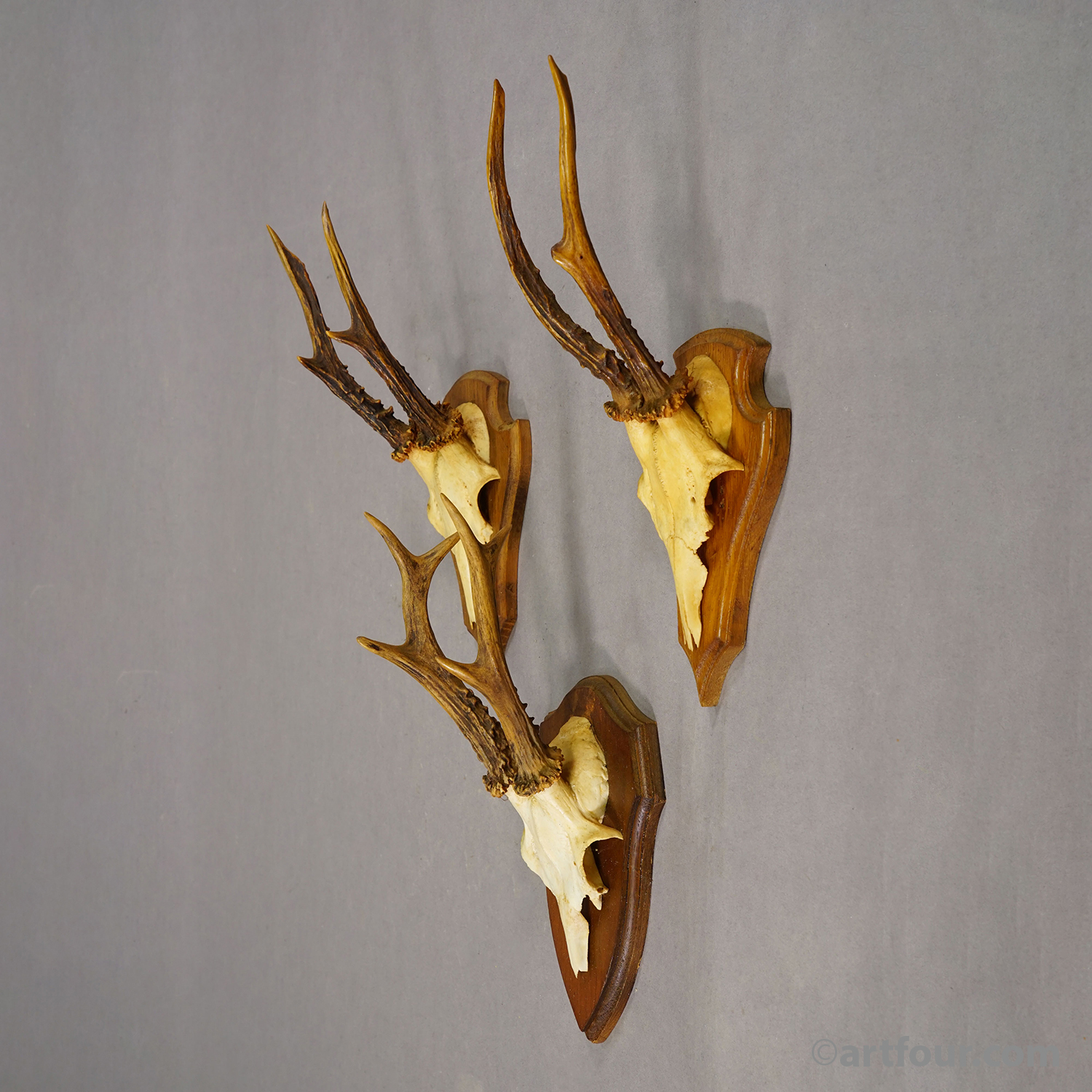 Vintage Set of Six Roe Deer Trophies on Wooden Plaques Germany ca.1960s