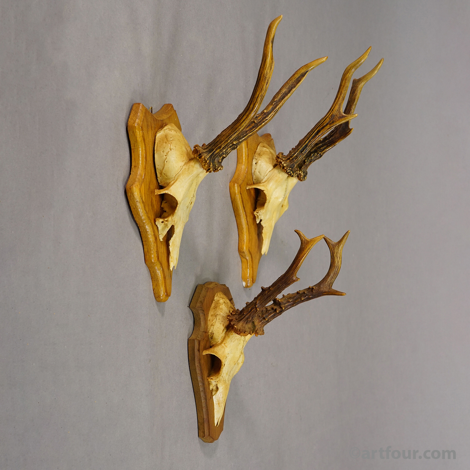 Vintage Set of Six Roe Deer Trophies on Wooden Plaques Germany ca.1960s