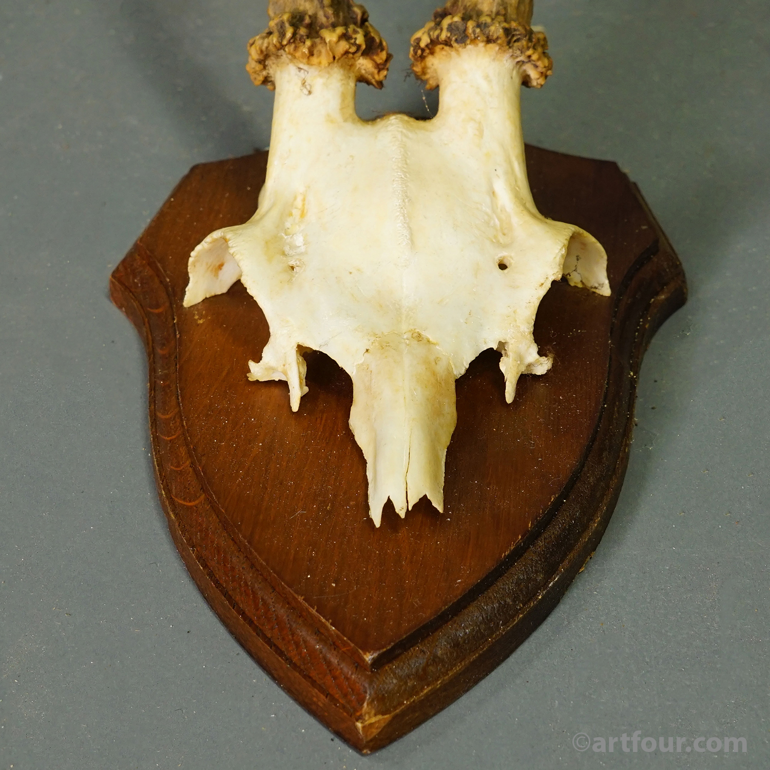 Vintage Set of Six Roe Deer Trophies on Wooden Plaques Germany ca.1960s