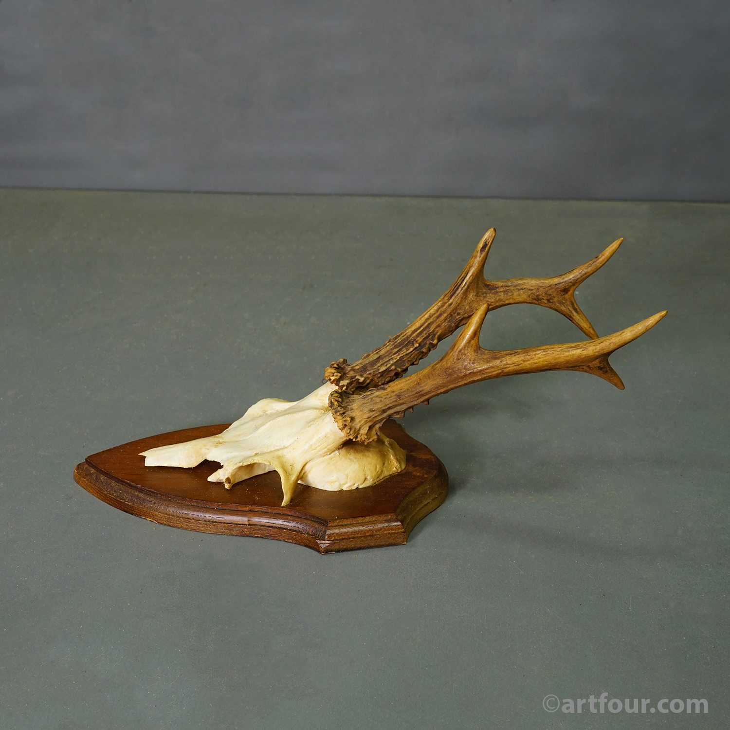 Vintage Set of Six Roe Deer Trophies on Wooden Plaques Germany ca.1960s