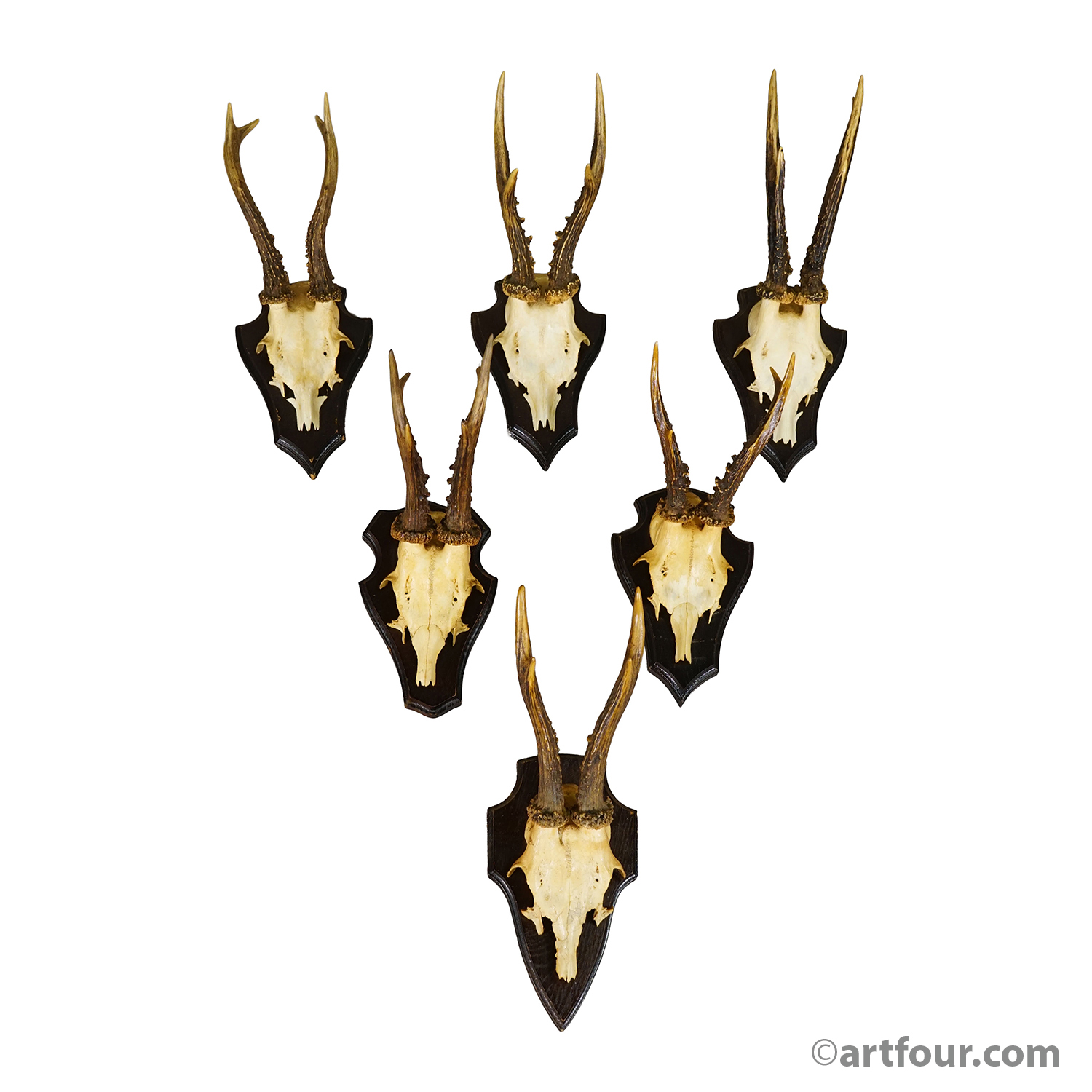 Vintage Set of Six Roe Deer Trophies on Wooden Plaques Germany ca.1960/70s