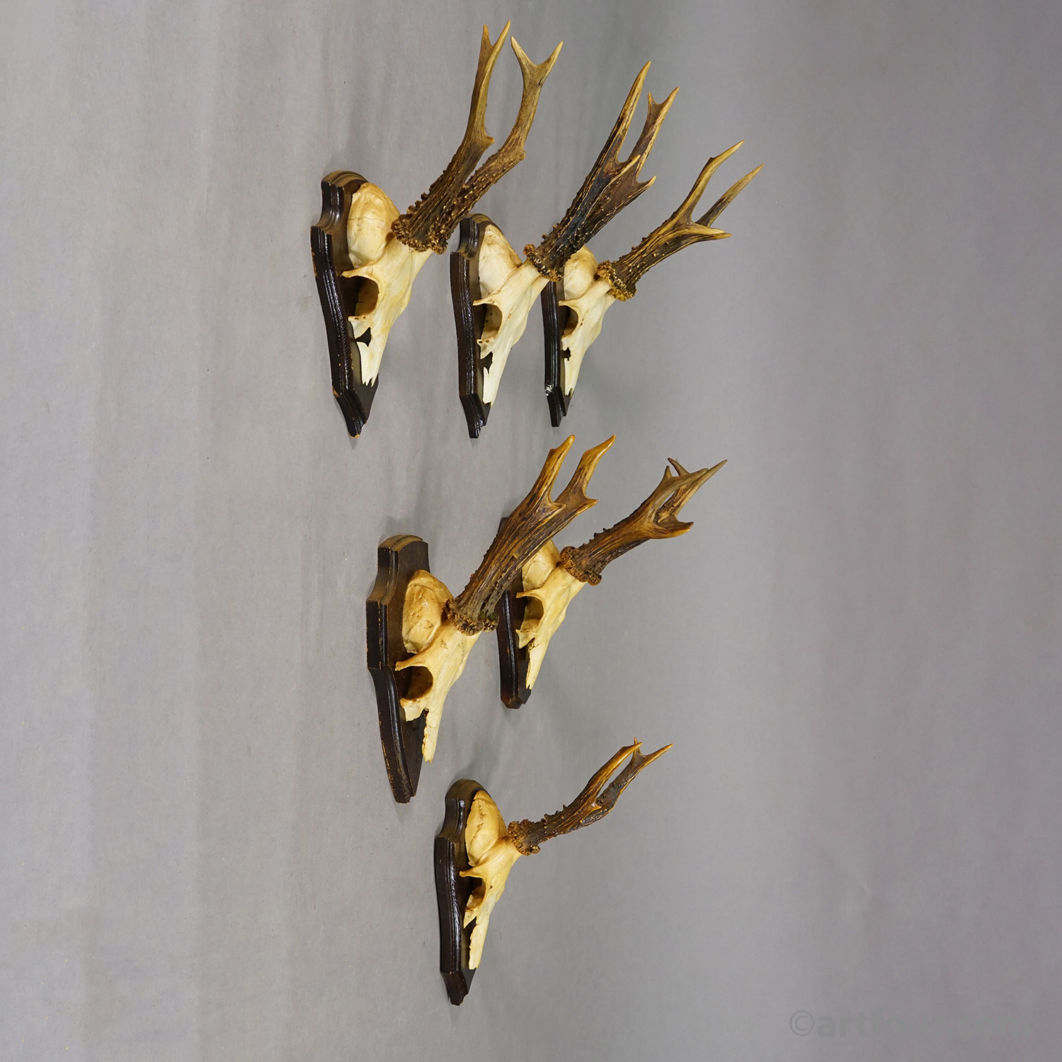 Vintage Set of Six Roe Deer Trophies on Wooden Plaques Germany ca.1960/70s