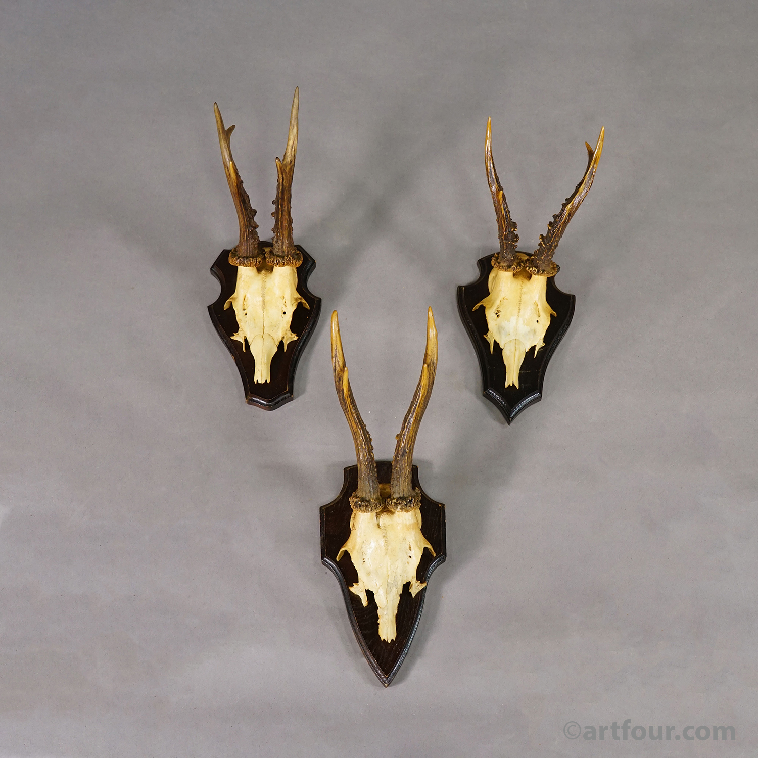 Vintage Set of Six Roe Deer Trophies on Wooden Plaques Germany ca.1960/70s