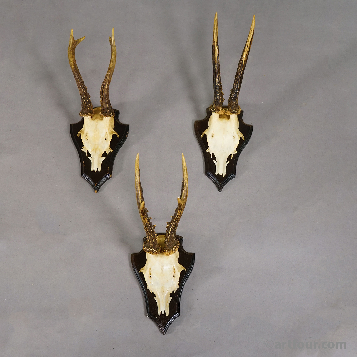 Vintage Set of Six Roe Deer Trophies on Wooden Plaques Germany ca.1960/70s