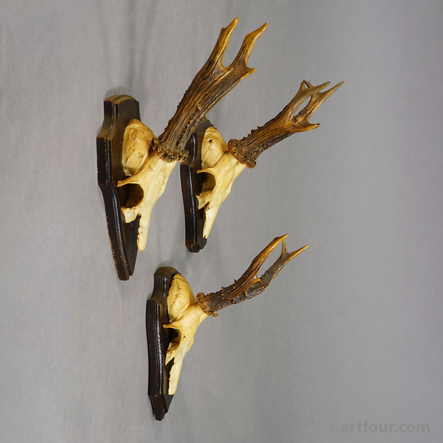 Vintage Set of Six Roe Deer Trophies on Wooden Plaques Germany ca.1960/70s