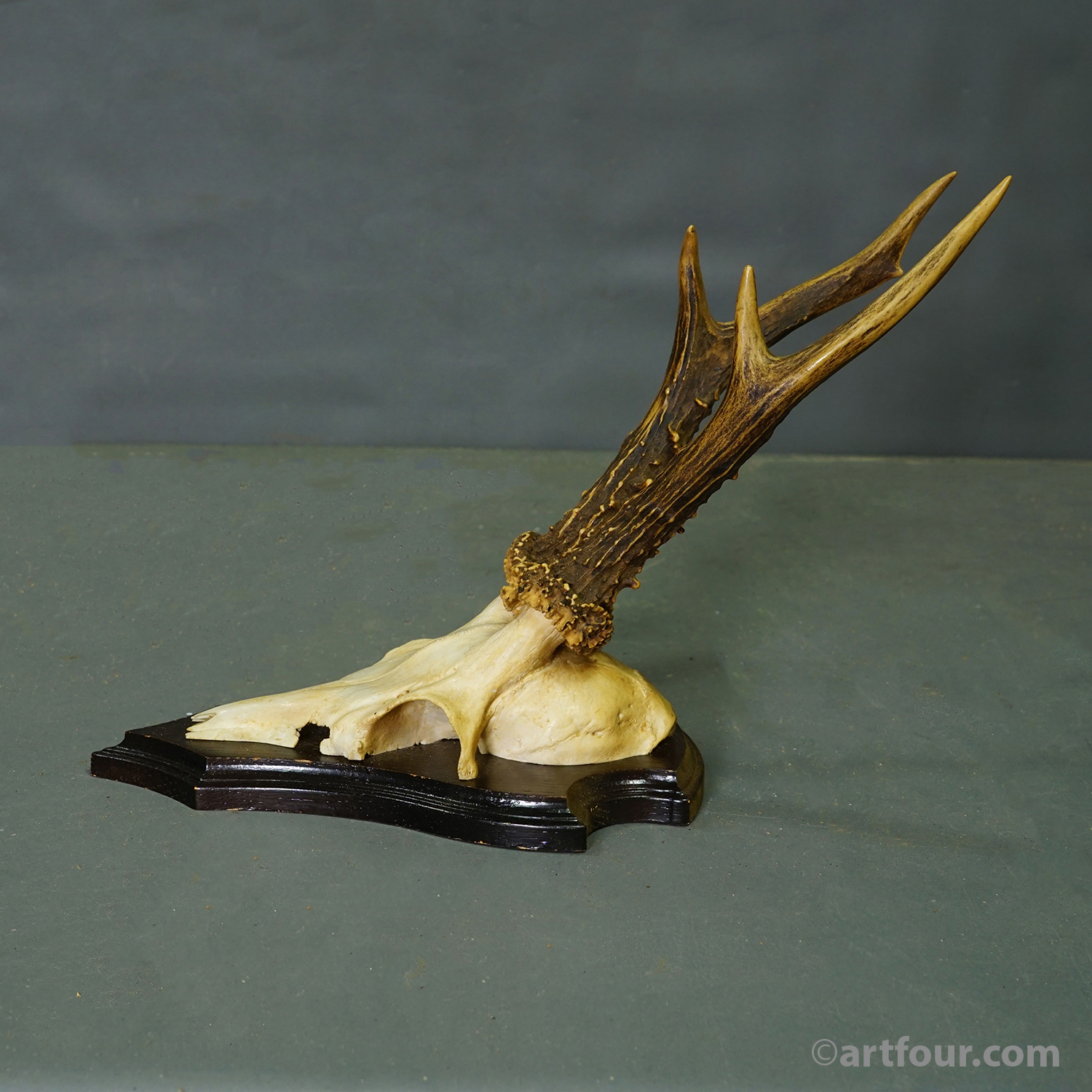 Vintage Set of Six Roe Deer Trophies on Wooden Plaques Germany ca.1960/70s