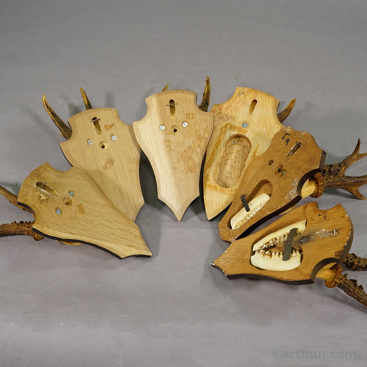 Vintage Set of Six Roe Deer Trophies on Wooden Plaques Germany ca.1960/70s