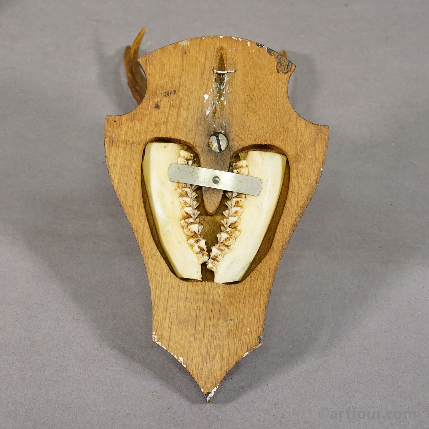 Vintage Set of Six Roe Deer Trophies on Wooden Plaques Germany ca.1960/70s