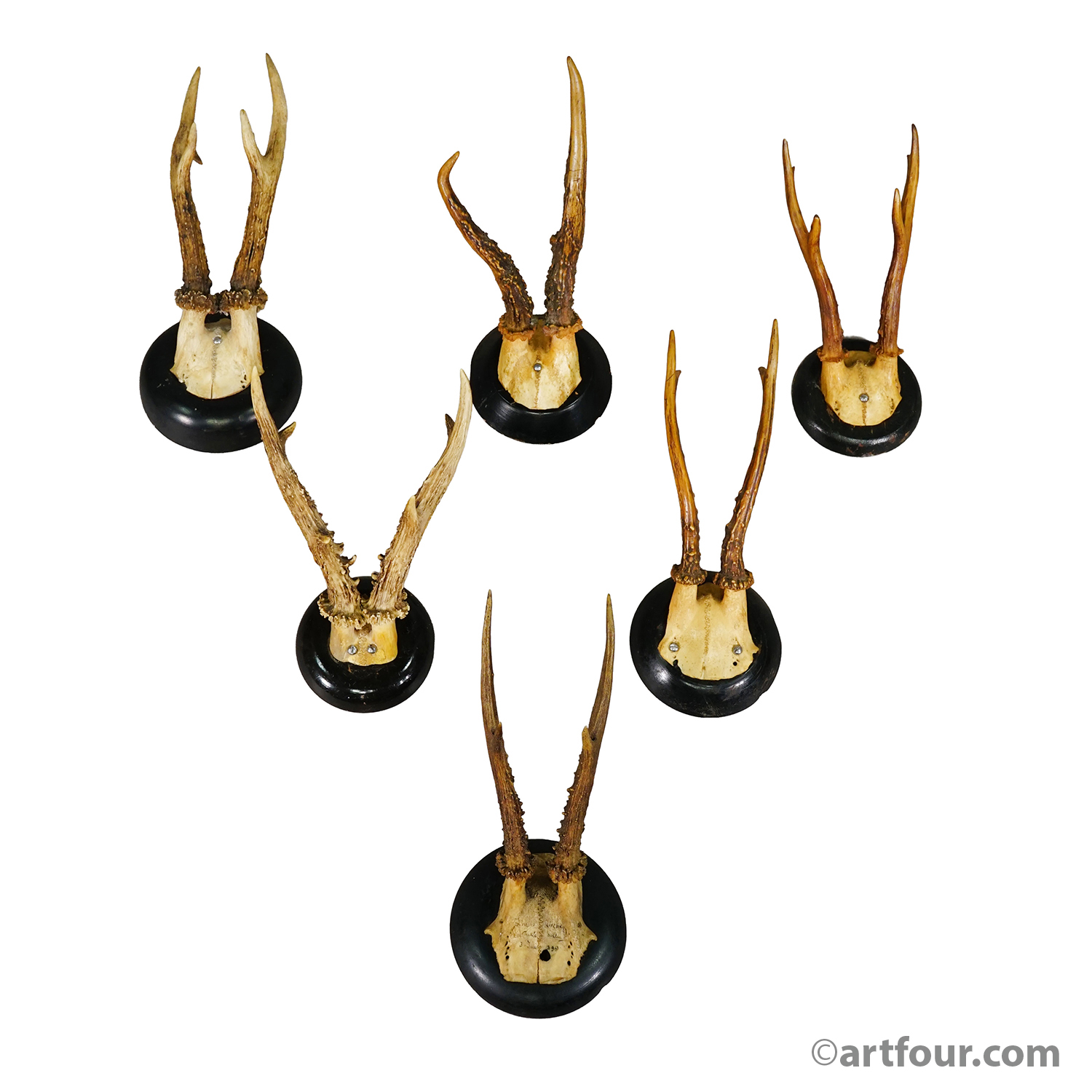 Set of Six Roe Deer Trophies on Turned Plaques Germany ca. 1900s