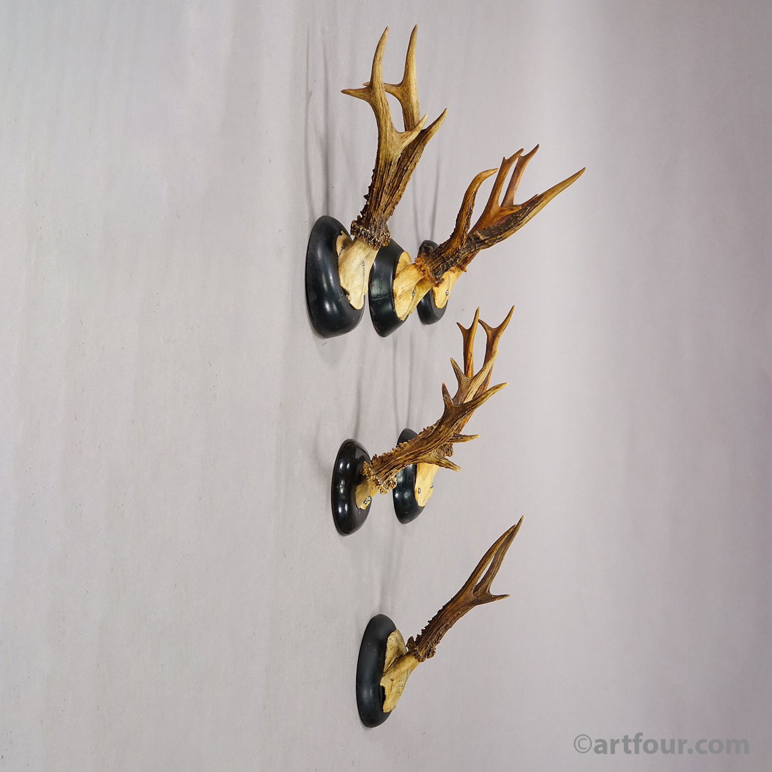 Set of Six Roe Deer Trophies on Turned Plaques Germany ca. 1900s