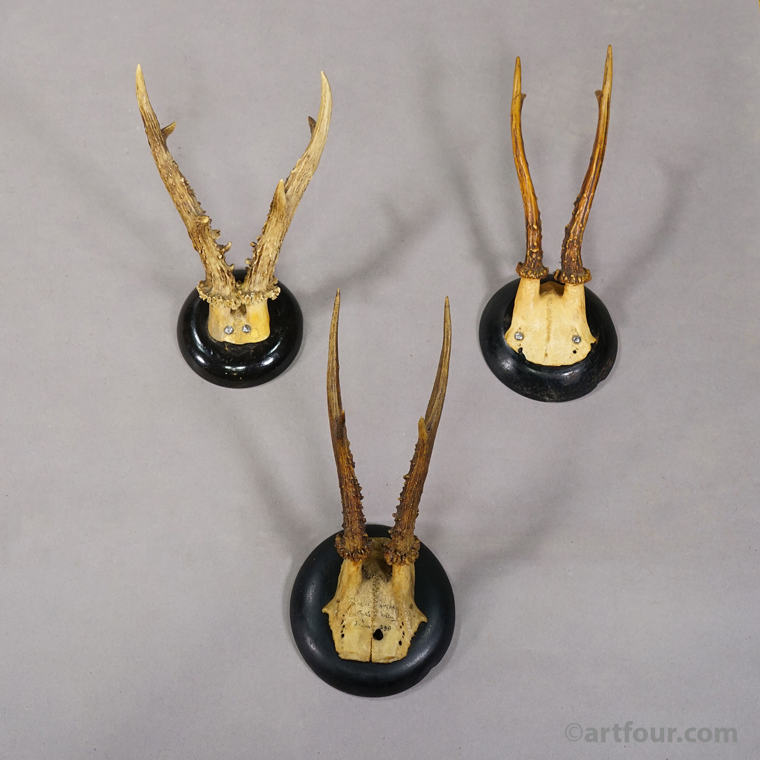 Set of Six Roe Deer Trophies on Turned Plaques Germany ca. 1900s