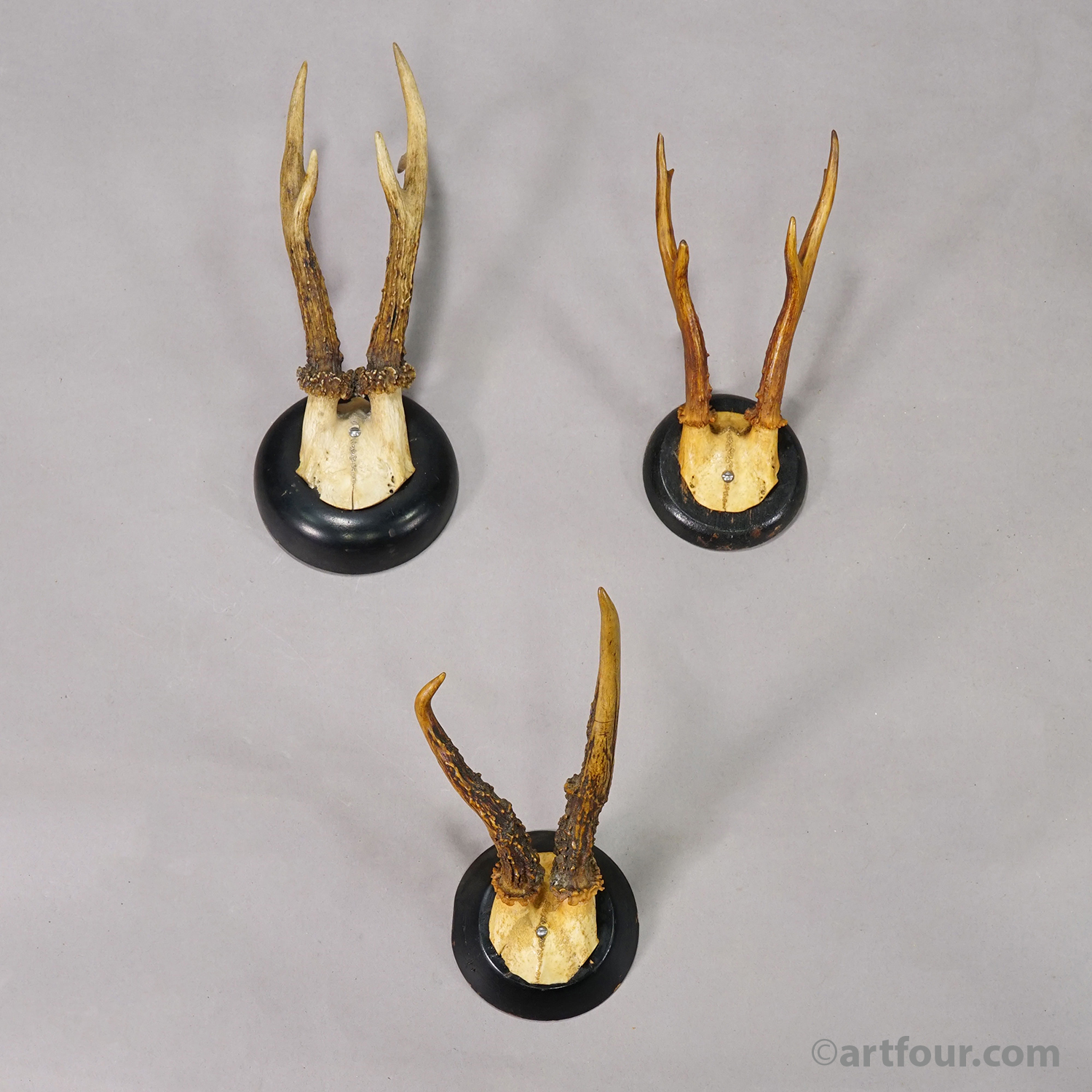 Set of Six Roe Deer Trophies on Turned Plaques Germany ca. 1900s
