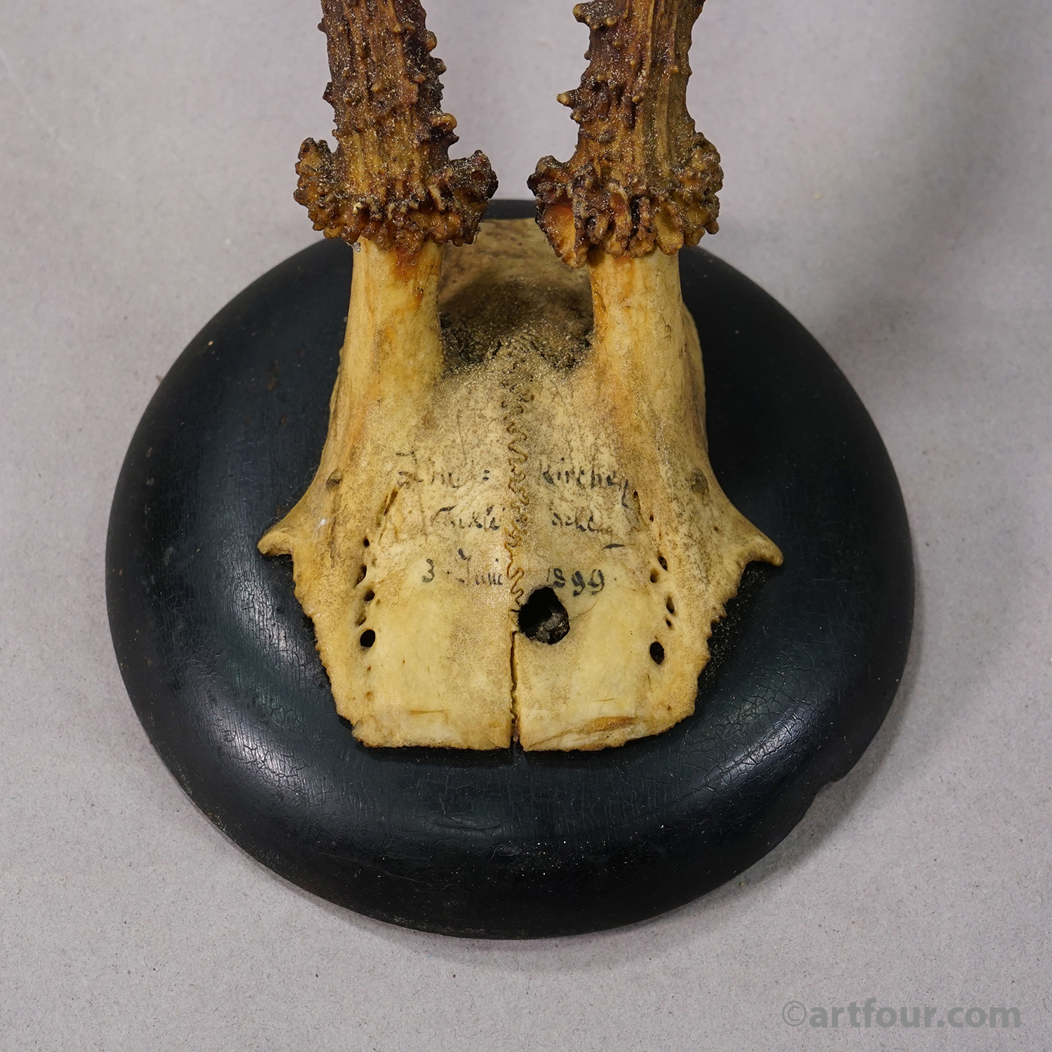 Set of Six Roe Deer Trophies on Turned Plaques Germany ca. 1900s